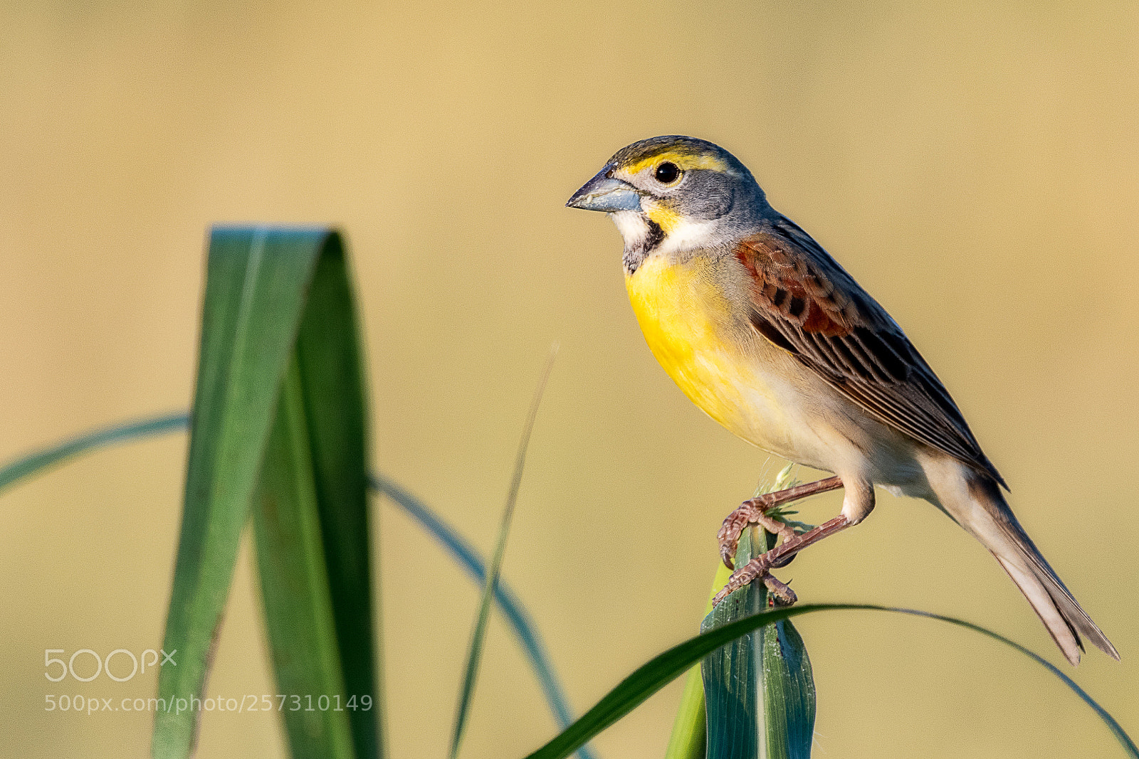 Nikon D500 sample photo. Dickcissel photography