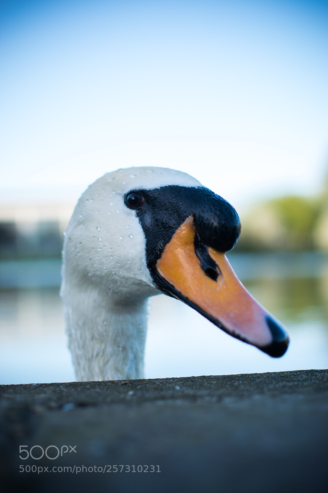 Nikon D3300 sample photo. Swan story. photography