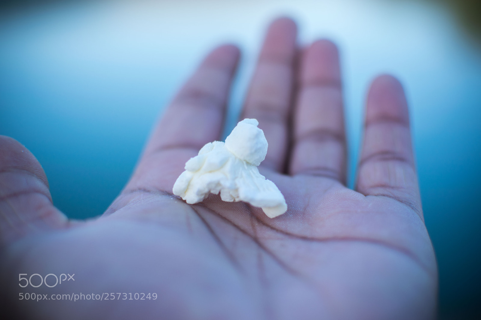 Nikon D3300 sample photo. Swan story. photography