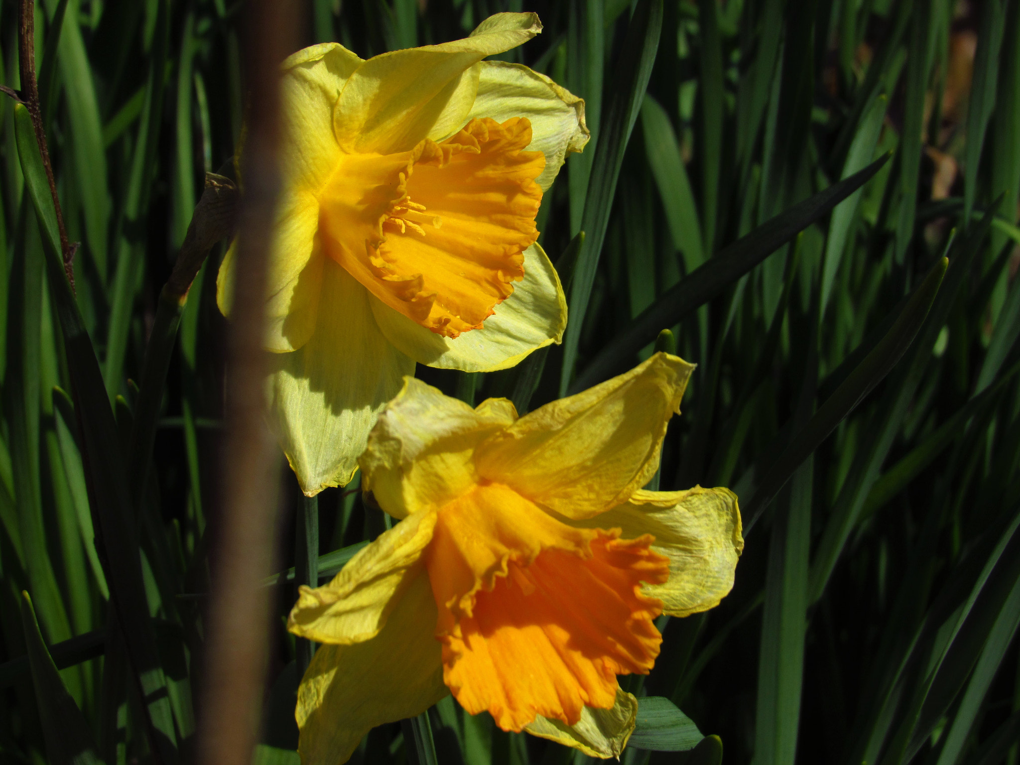 Canon PowerShot SX520 HS sample photo. Flowers photography