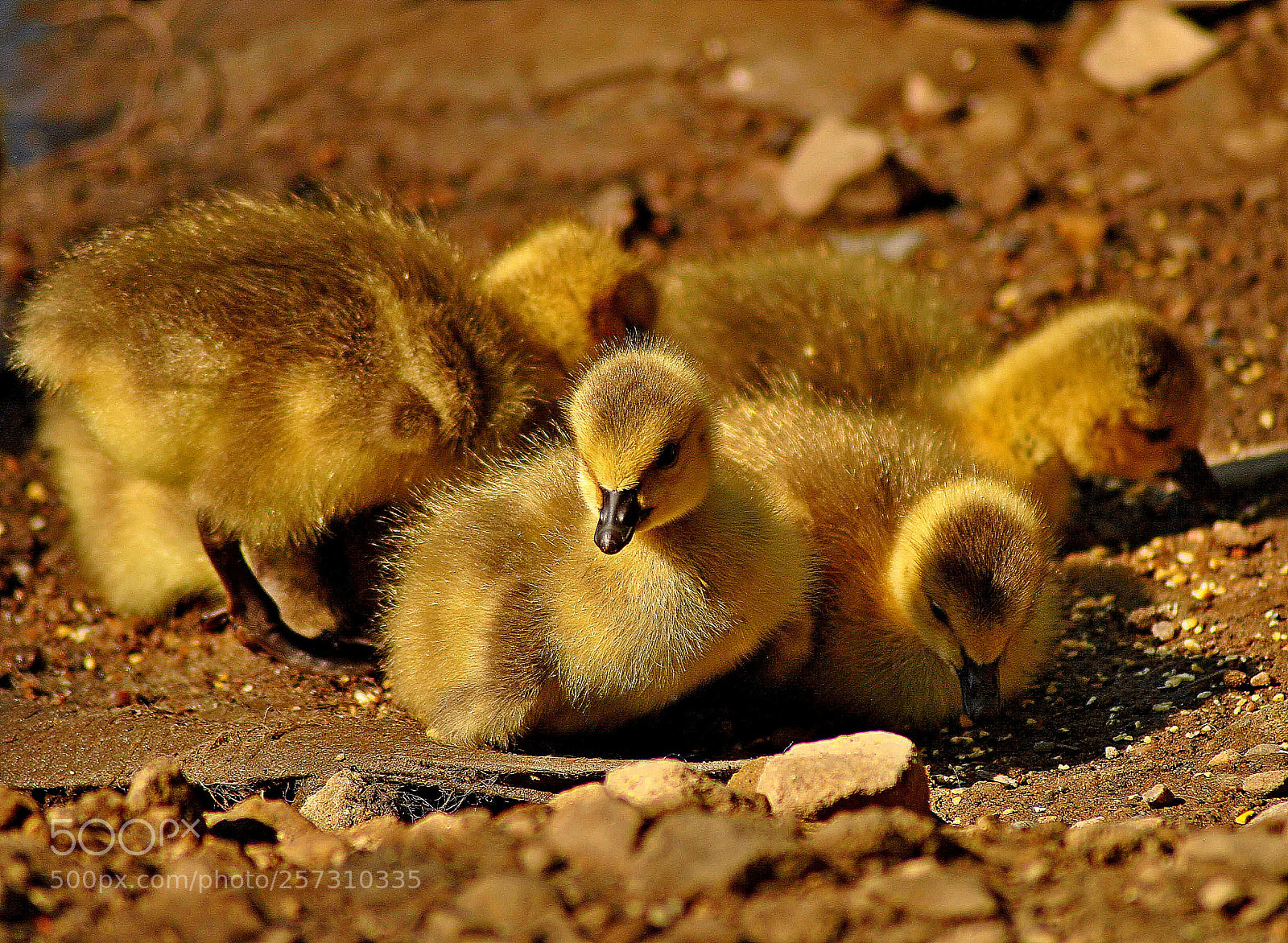 Nikon D3000 sample photo. Curiosity photography