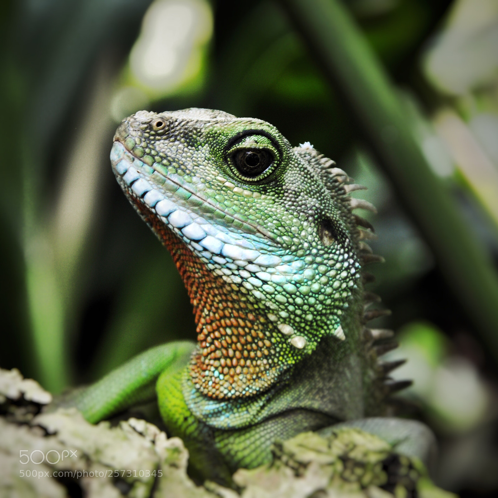 Nikon D5000 sample photo. Lizard photography