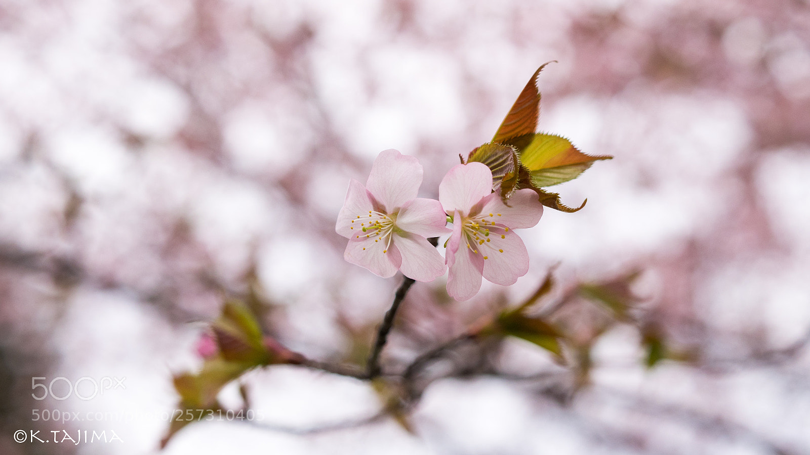 Olympus OM-D E-M1 sample photo. Sakura wind. photography