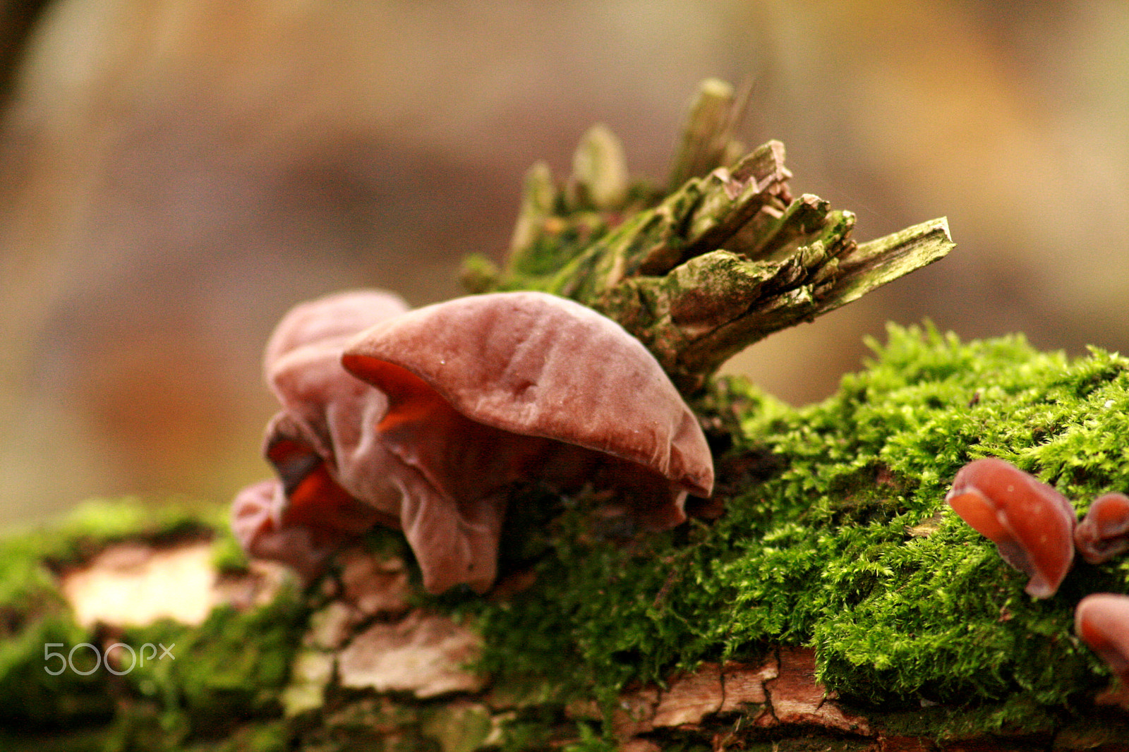 Sigma 70-300mm F4-5.6 APO DG Macro sample photo. Strange fungus photography