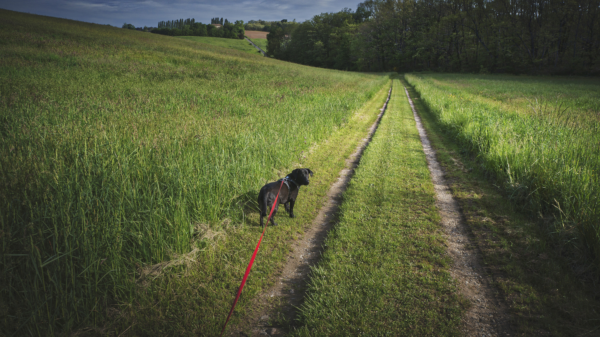 Sony Alpha NEX-5R sample photo. Companion photography