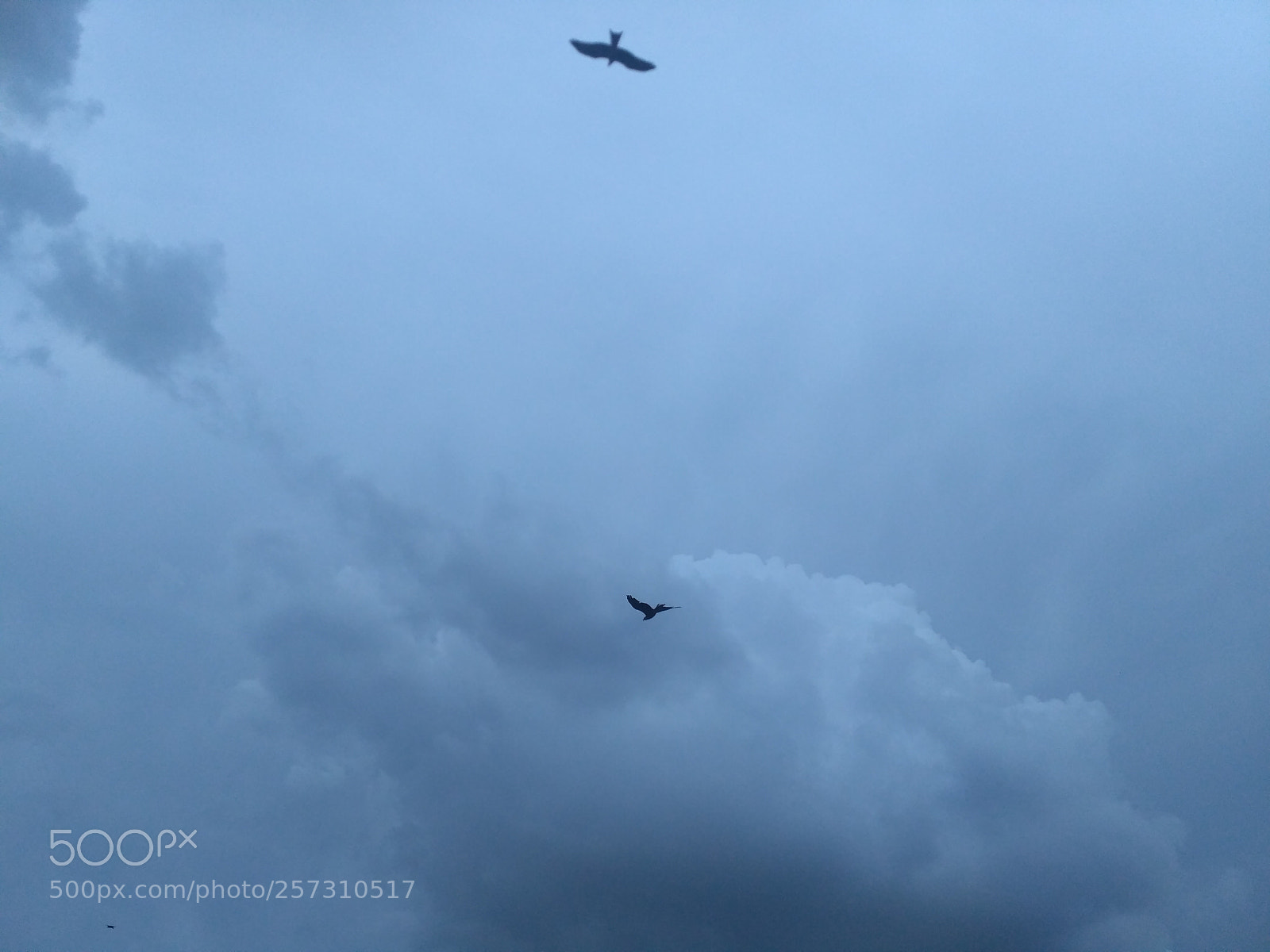 Xiaomi Redmi 3S sample photo. Birds2.jpg photography