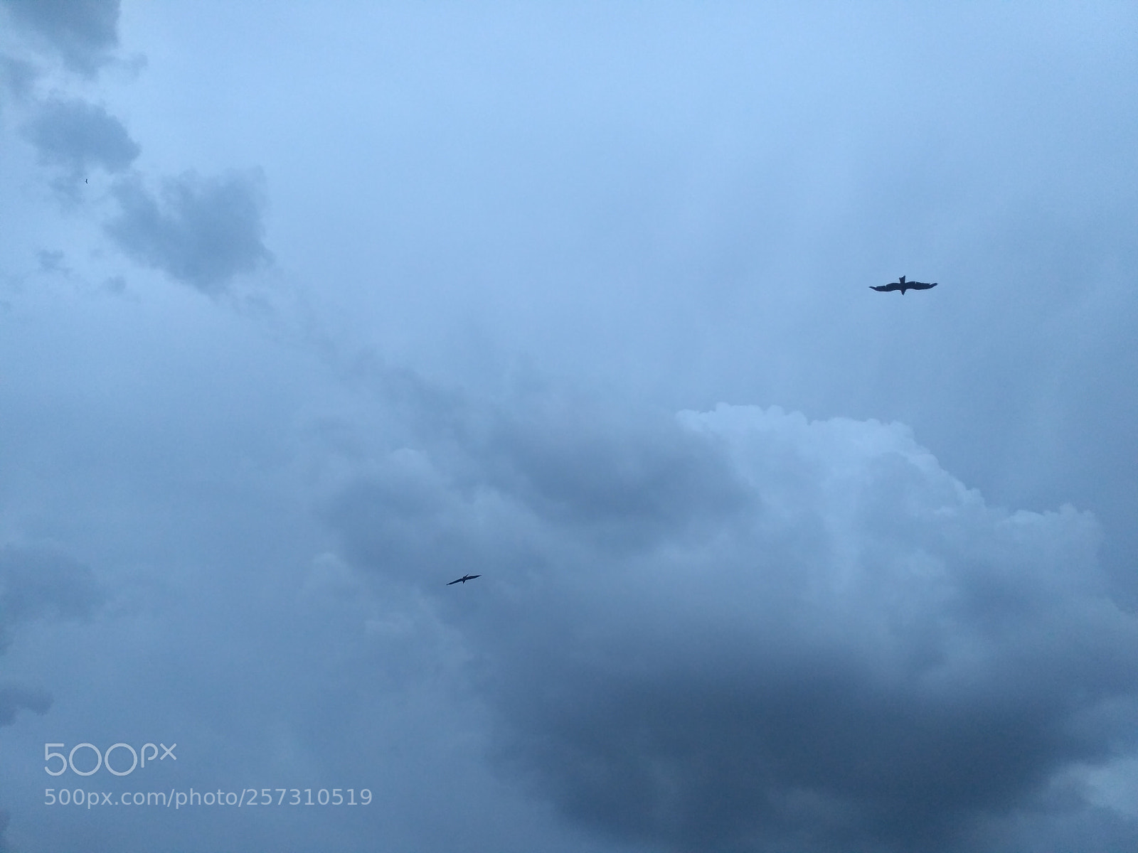 Xiaomi Redmi 3S sample photo. Birds3.jpg photography