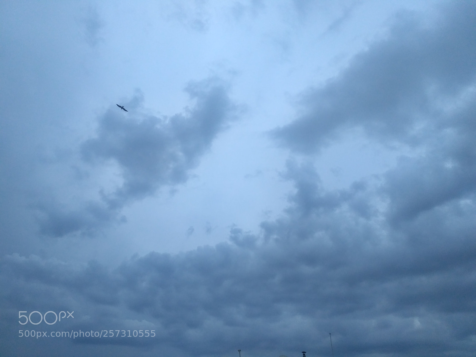 Xiaomi Redmi 3S sample photo. Birds3.jpg photography