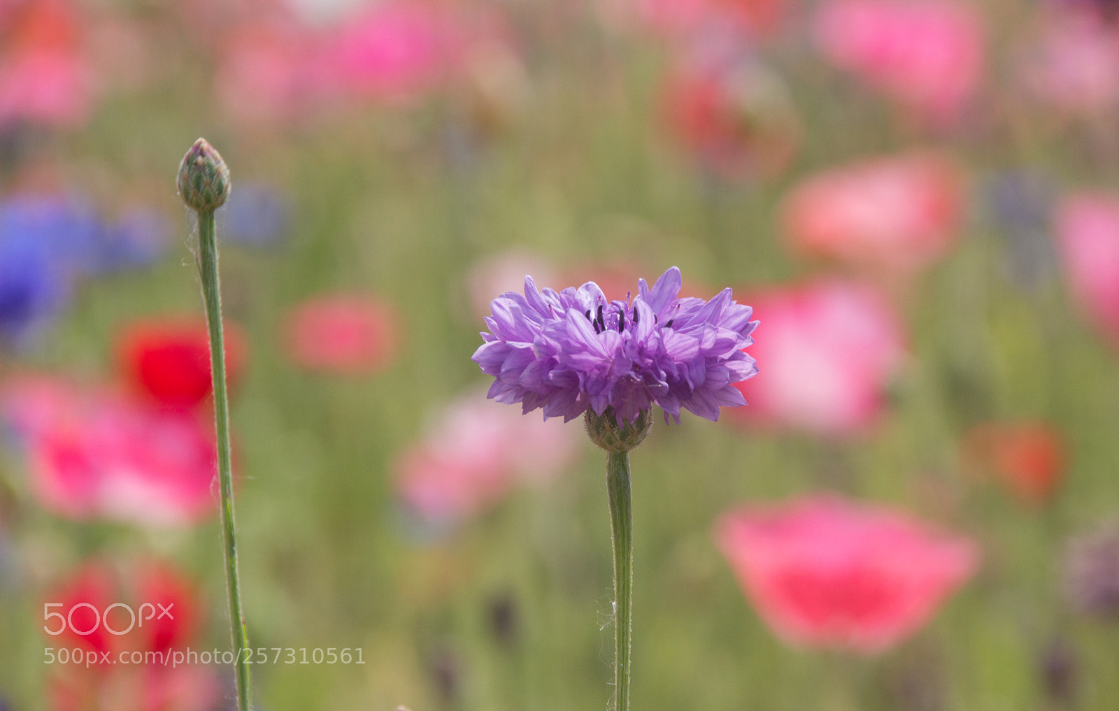 Canon EOS 650D (EOS Rebel T4i / EOS Kiss X6i) sample photo. Cornflower photography