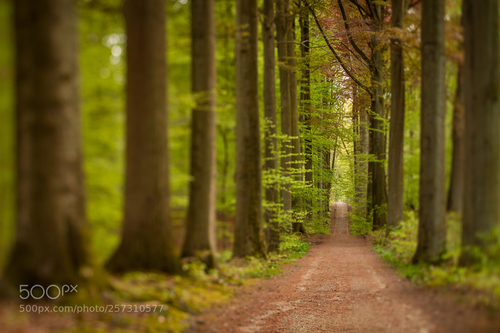 Canon EOS 7D sample photo. Spring dream photography