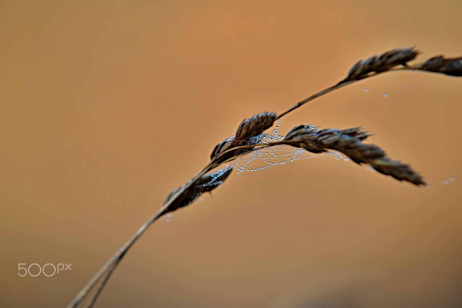 Nikon D700 + Sigma 70-200mm F2.8 EX DG Macro HSM II sample photo. Dfx photography