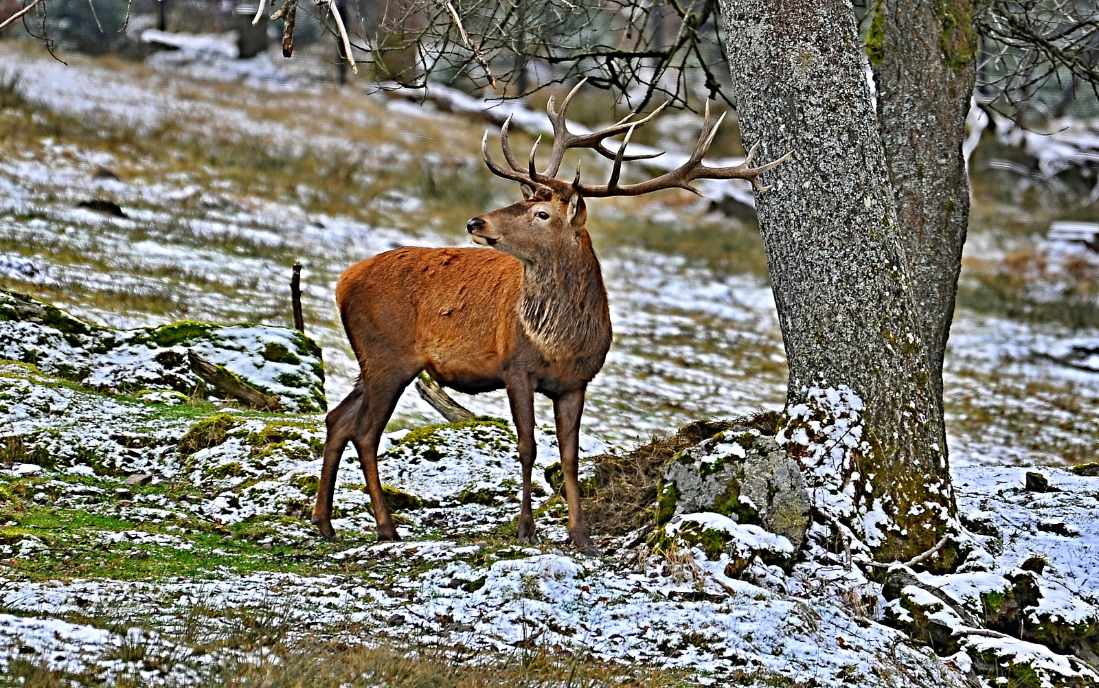 Sigma 120-400mm F4.5-5.6 DG OS HSM sample photo. Dfx photography