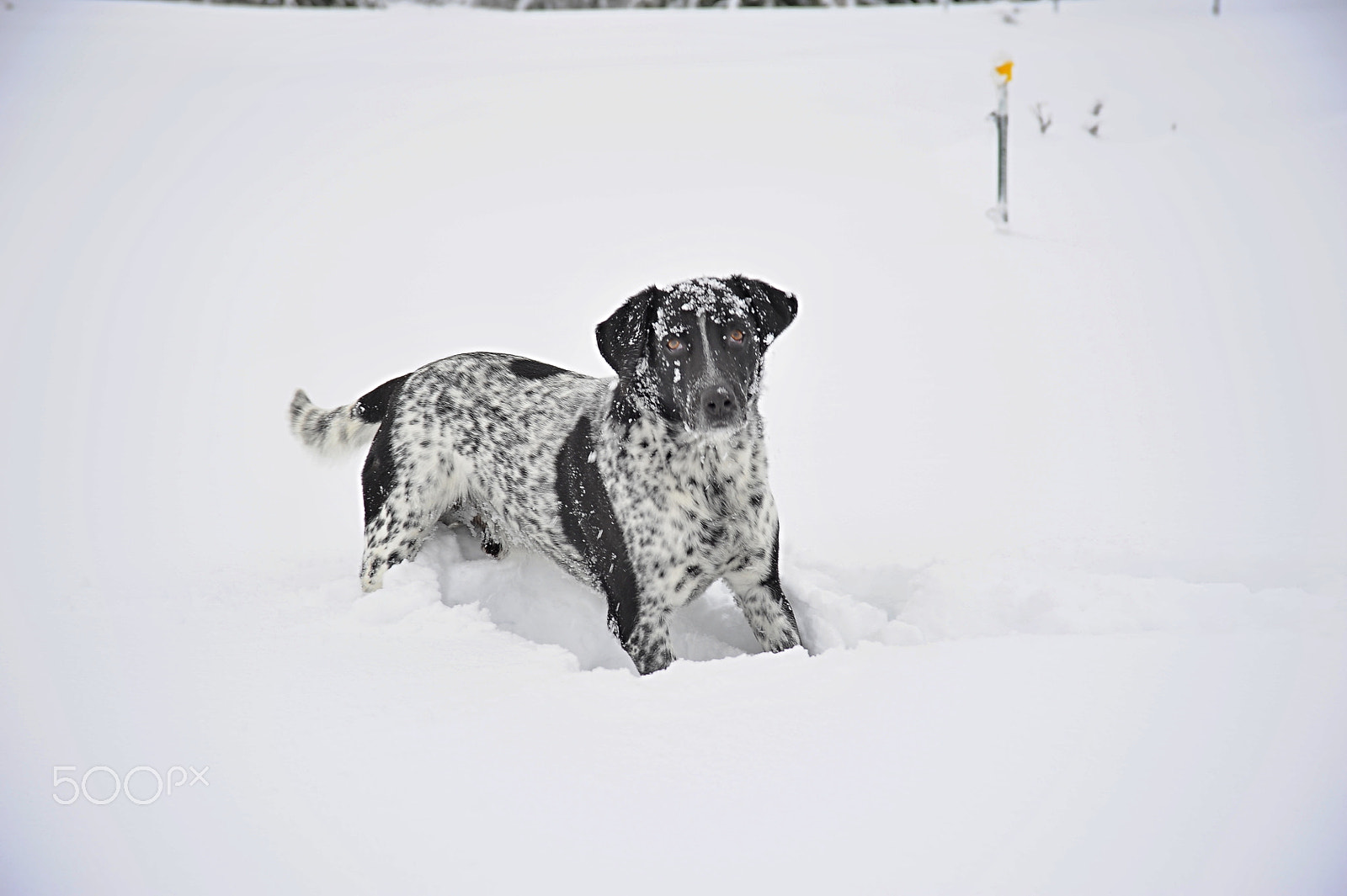 Nikon D700 + AF-S Zoom-Nikkor 24-85mm f/3.5-4.5G IF-ED sample photo. Dfx photography