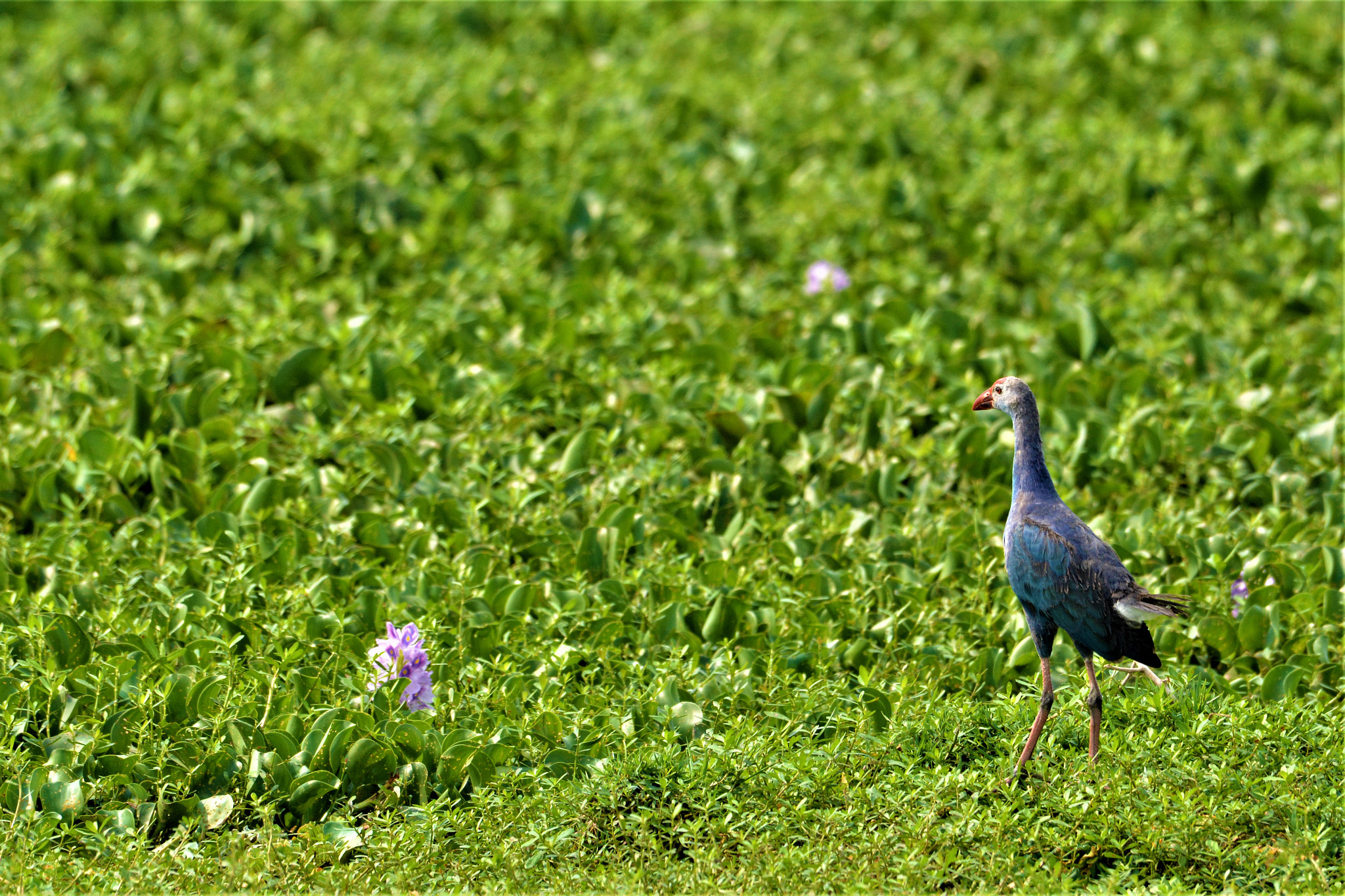 Nikon AF-S Nikkor 200-500mm F5.6E ED VR sample photo
