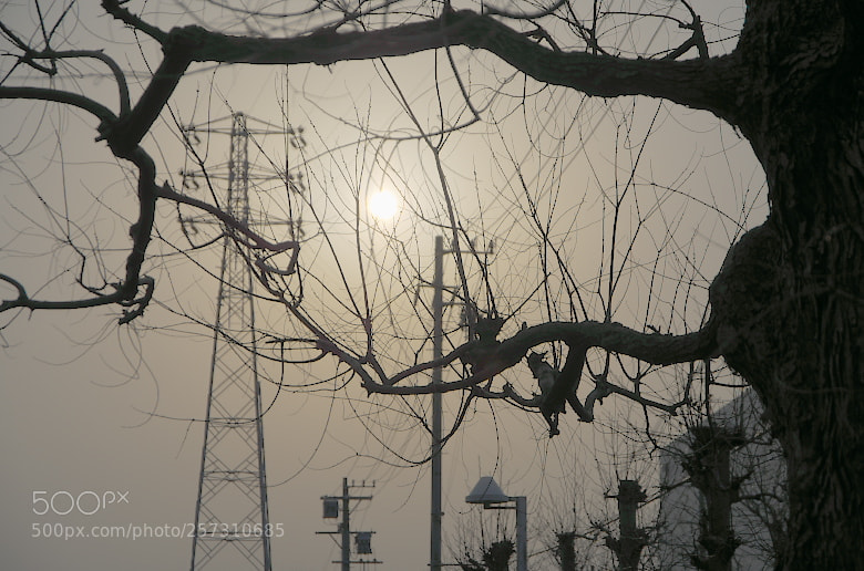 Pentax K-50 sample photo. Pale morning photography