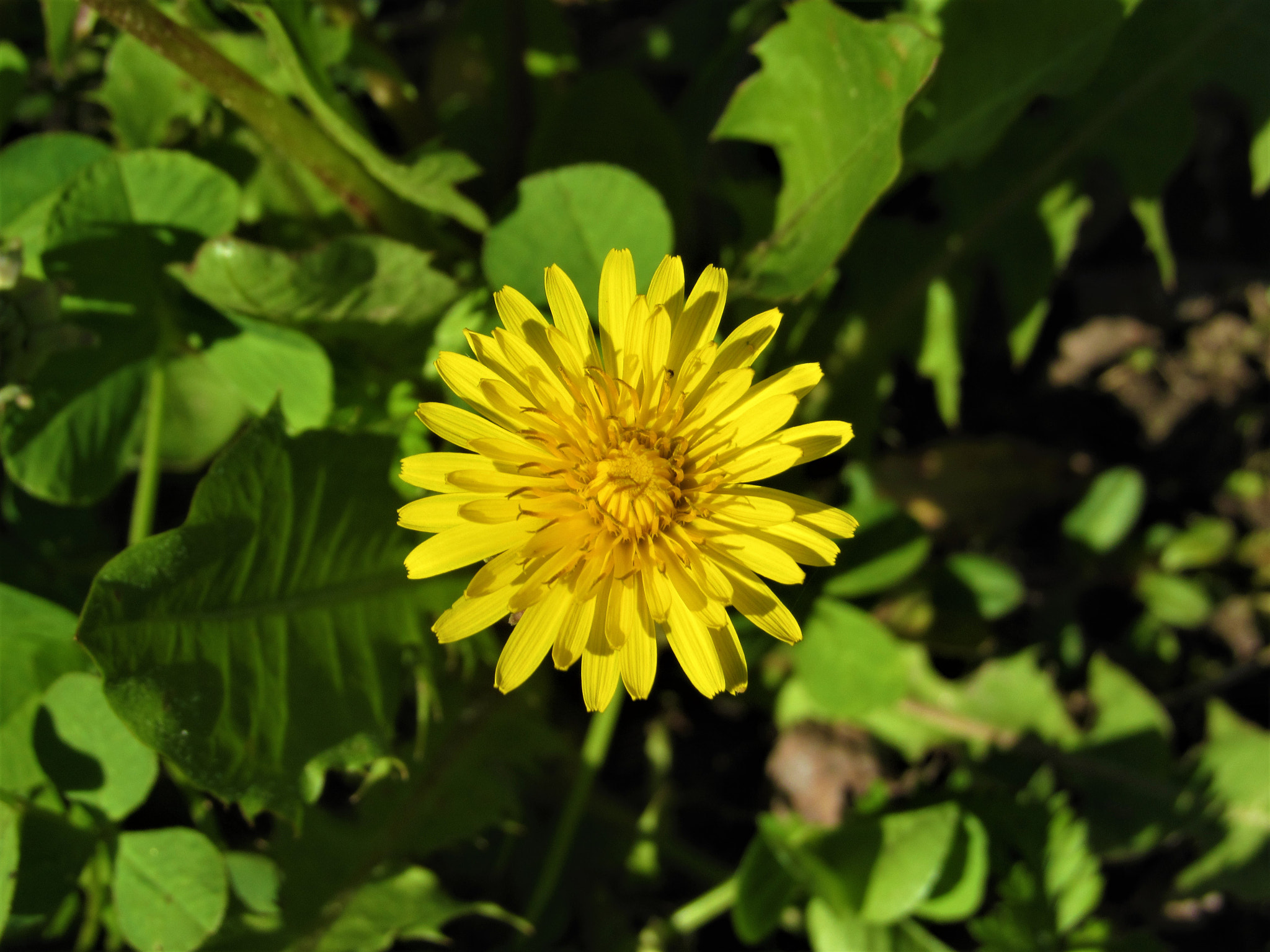 Canon PowerShot SX520 HS sample photo. Dandelion photography