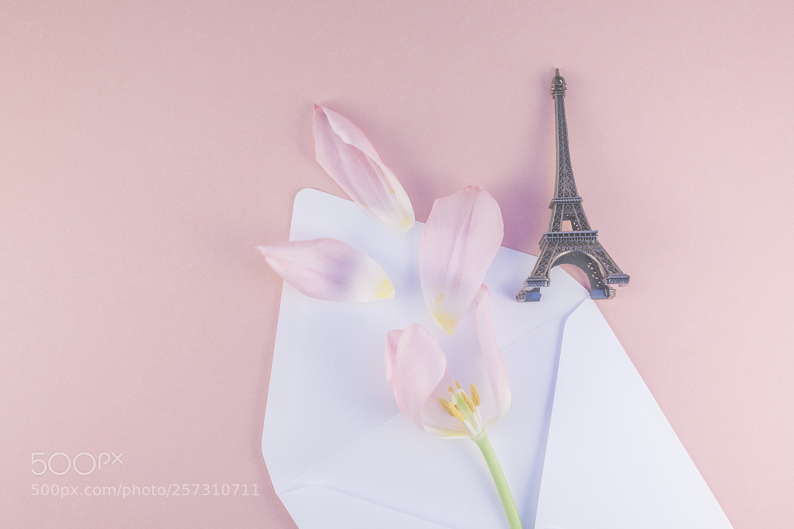 Canon EOS 5D Mark II sample photo. Pink tulip in envelope photography
