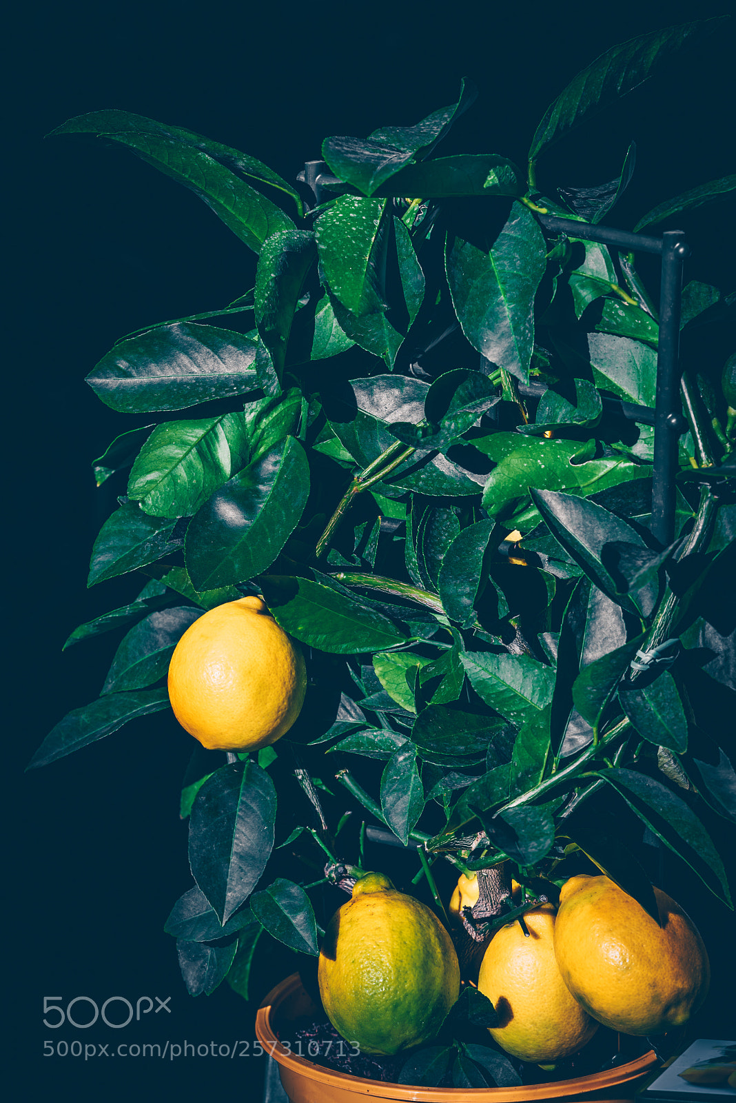 Nikon D810 sample photo. Lemon tree in a photography