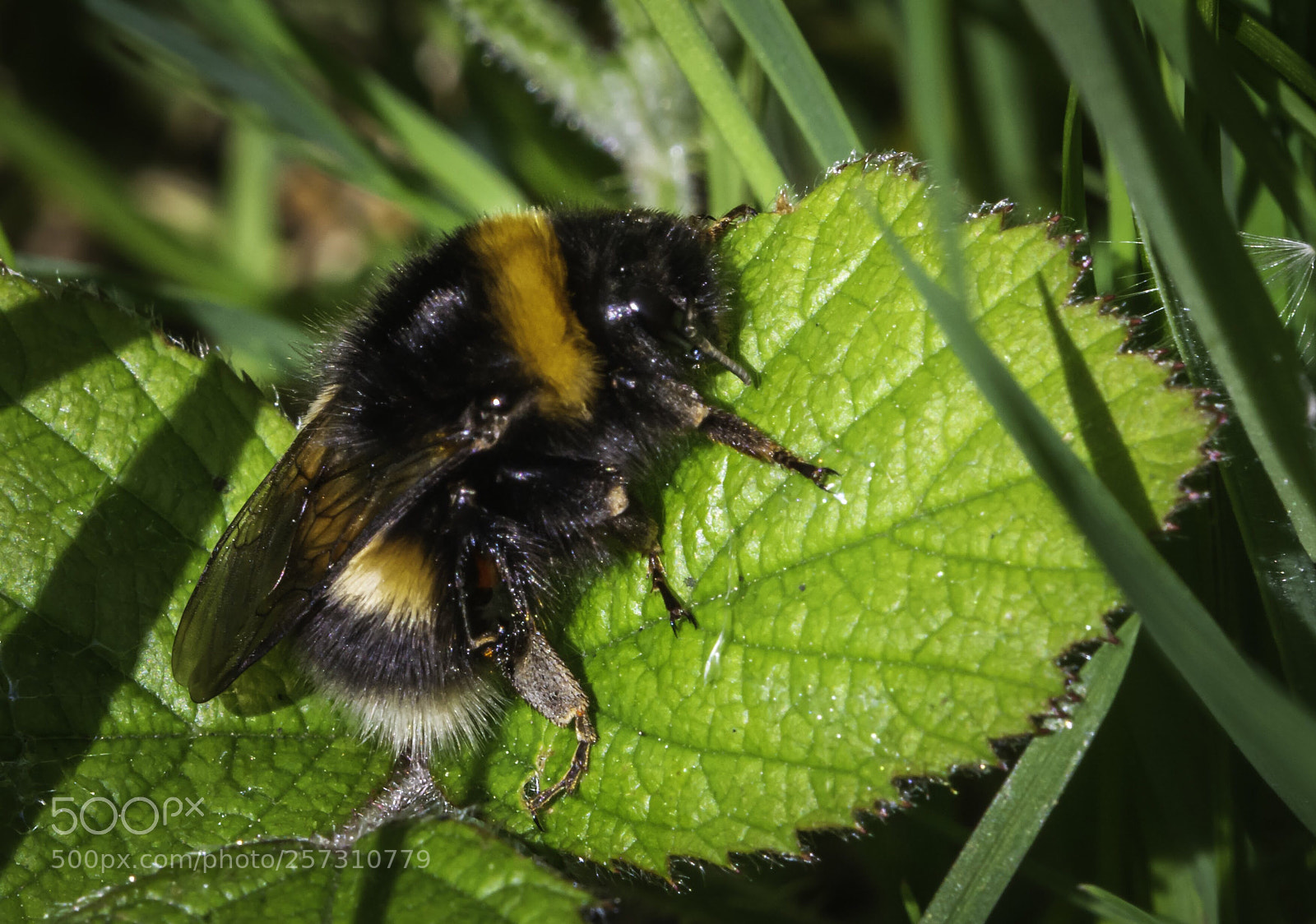 Nikon D7100 sample photo. White tailed bumblebee photography