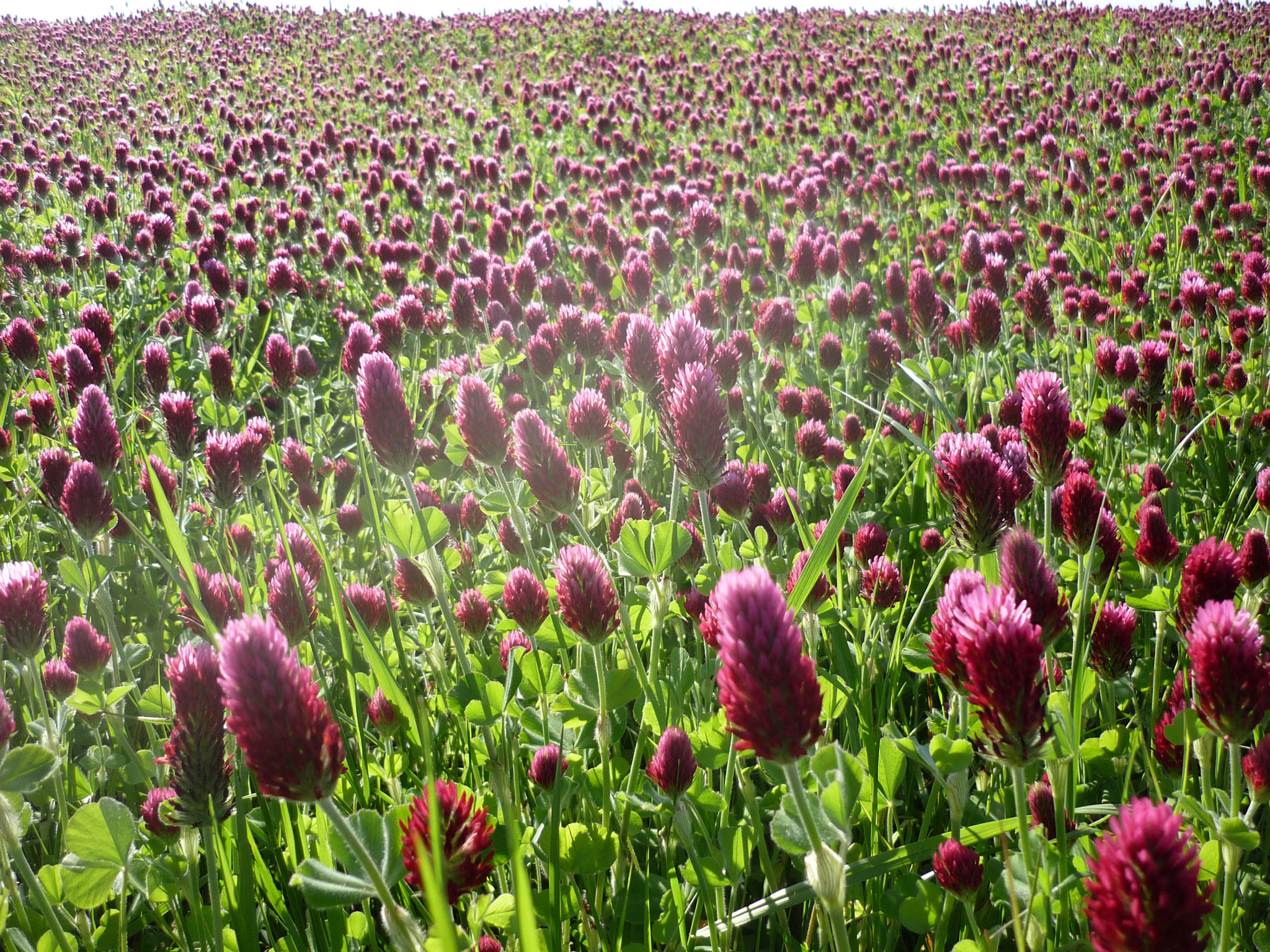 Panasonic Lumix DMC-FS3 sample photo. A parade of endless blossom heads photography