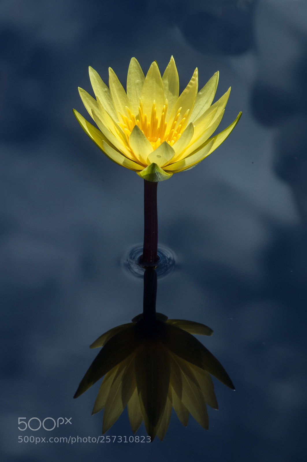 Nikon D300 sample photo. Reflection in yellow photography