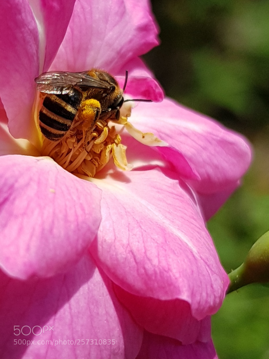 Samsung Galaxy S8+ sample photo. Nectar photography
