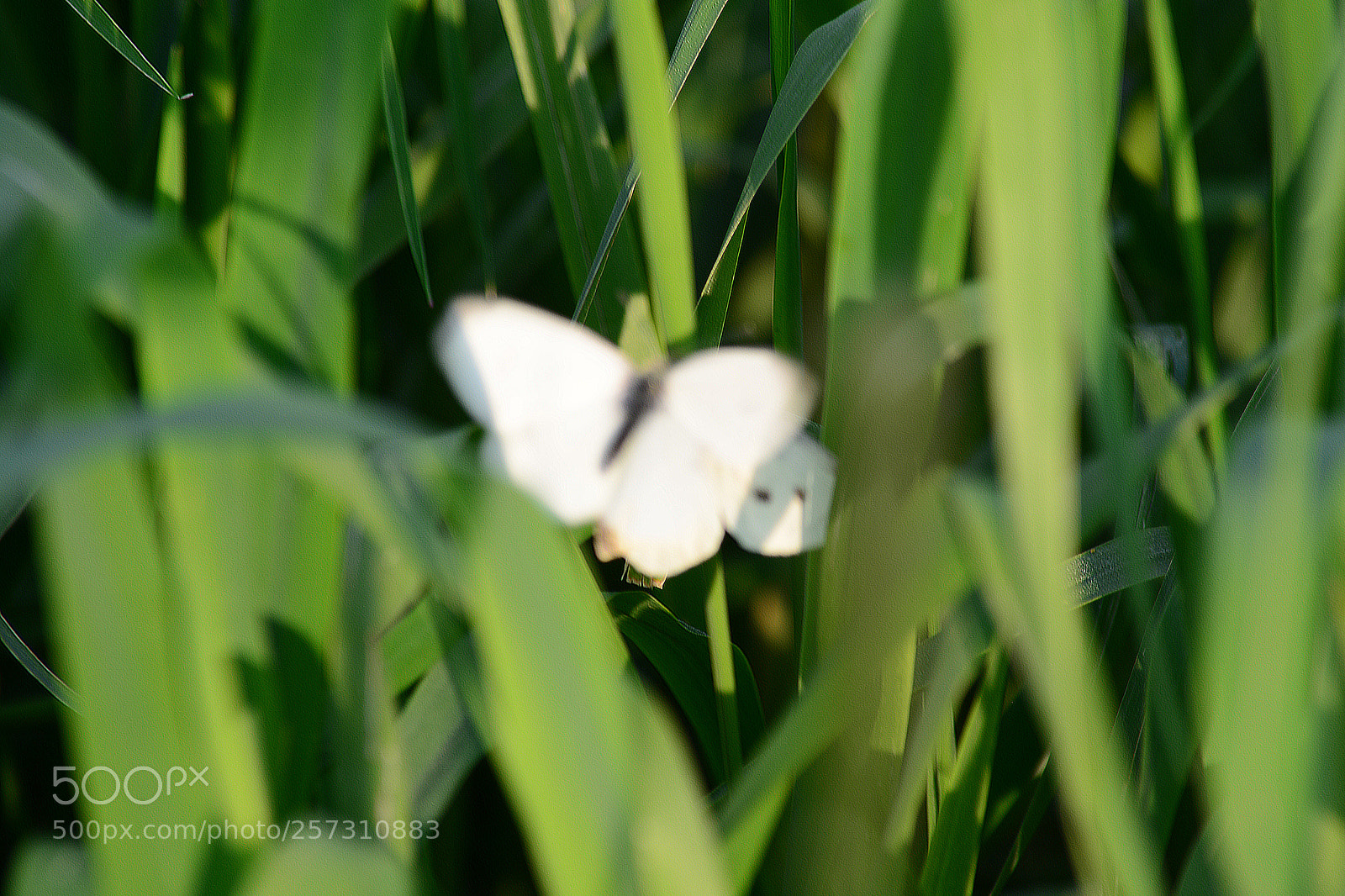 Nikon D5200 sample photo. Zwei schmetterlinge photography
