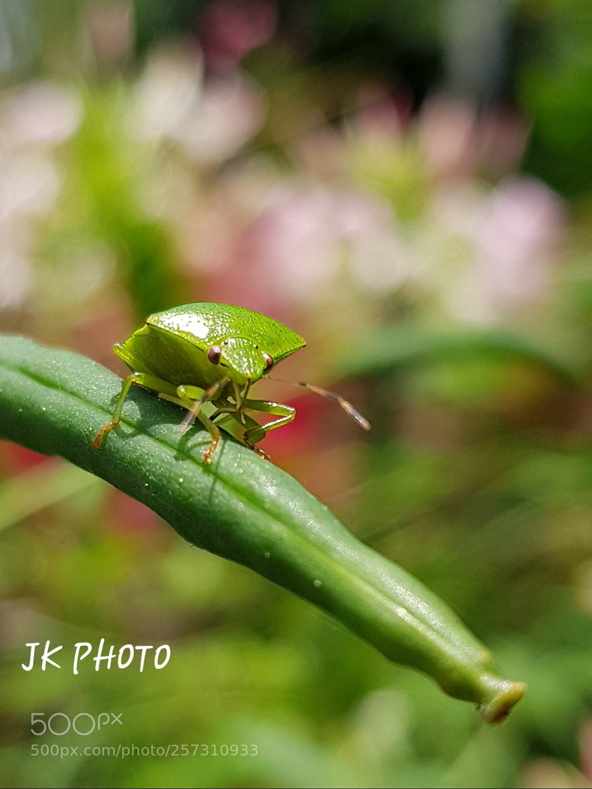 Samsung Galaxy S8+ sample photo. Wait photography