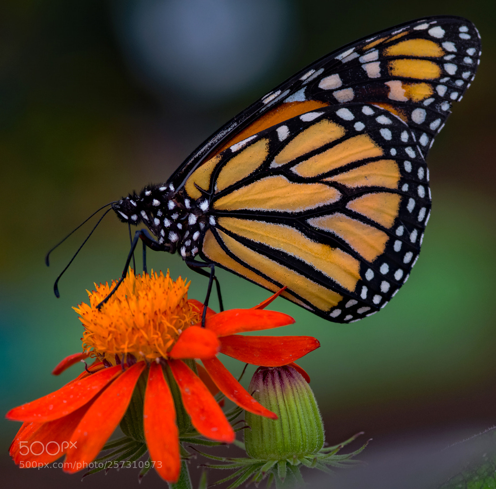 Nikon D7200 sample photo. Papillons en liberté_2 photography