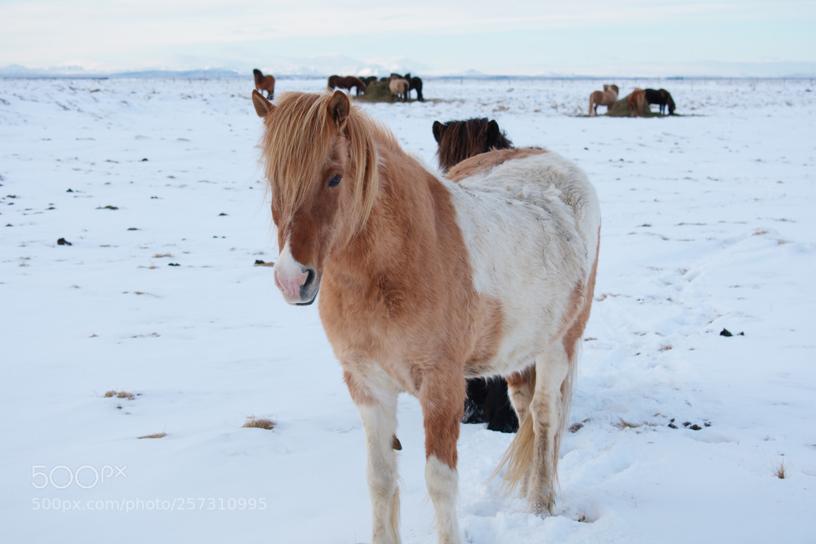 Nikon D3400 sample photo. Iceland born pony photography