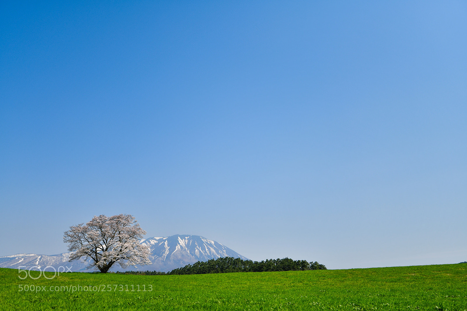 Nikon D850 sample photo. Koiwai's lonely sakura 2 photography