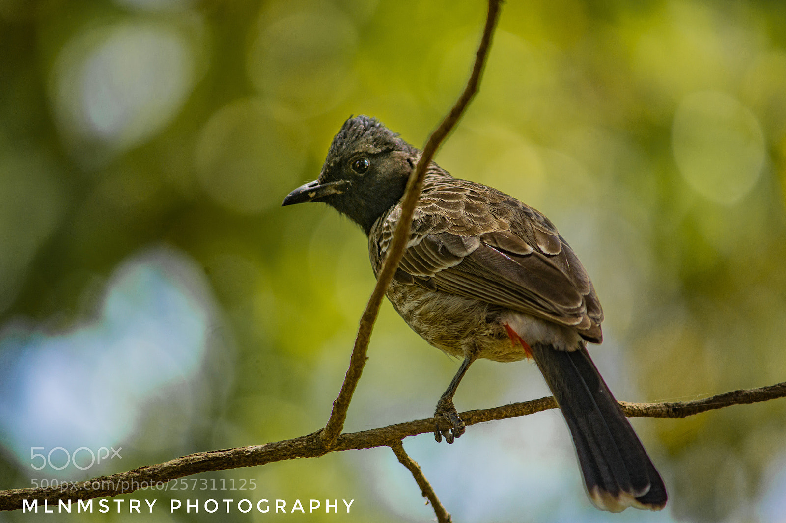Canon EOS 1200D (EOS Rebel T5 / EOS Kiss X70 / EOS Hi) sample photo. Red vented bulbul photography