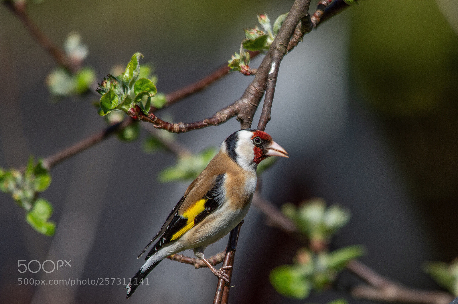 Nikon D7200 sample photo. European goldfinch photography