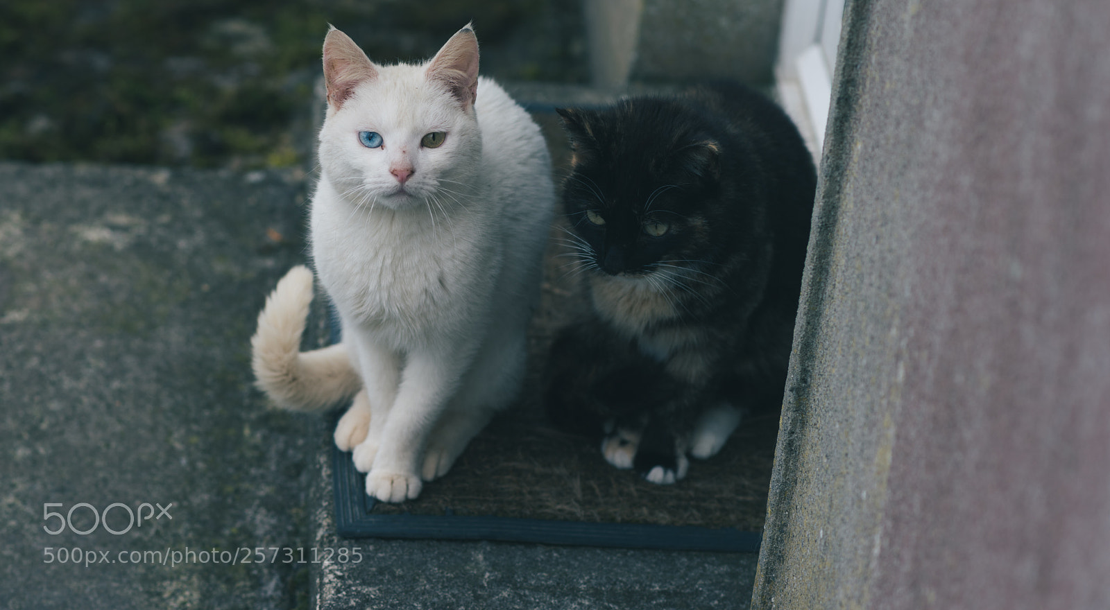 Nikon D810 sample photo. Moggies photography