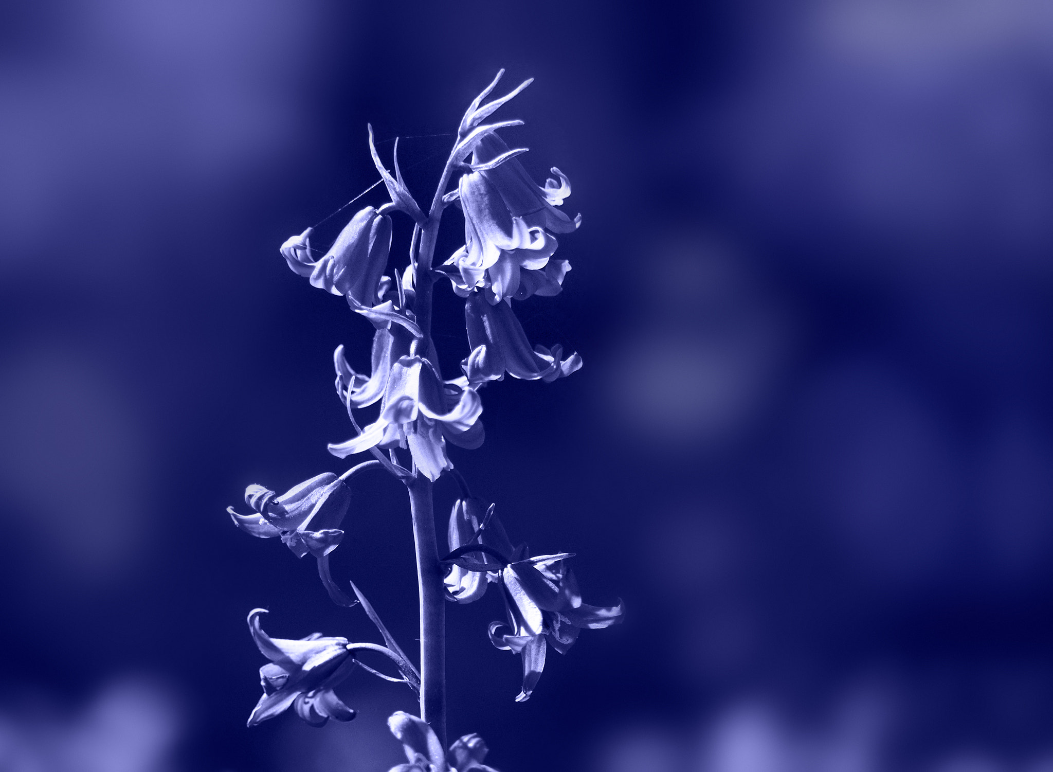 Olympus PEN E-P1 sample photo. Blue on blue photography