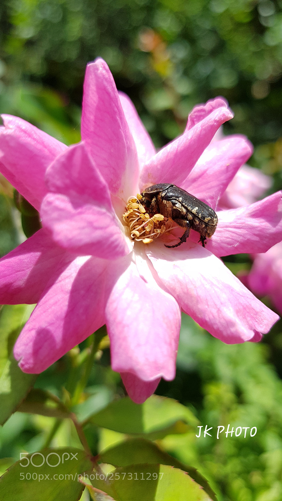 Samsung Galaxy S8+ sample photo. Nectar photography