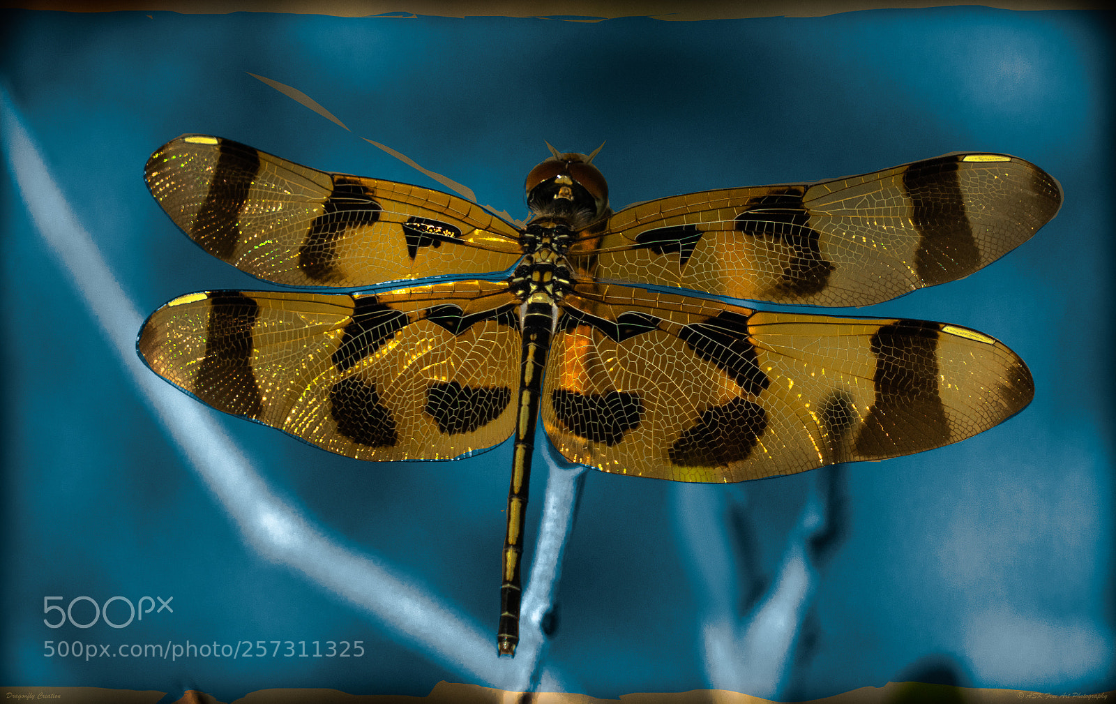 Sony a7 sample photo. Dragonfly creation photography