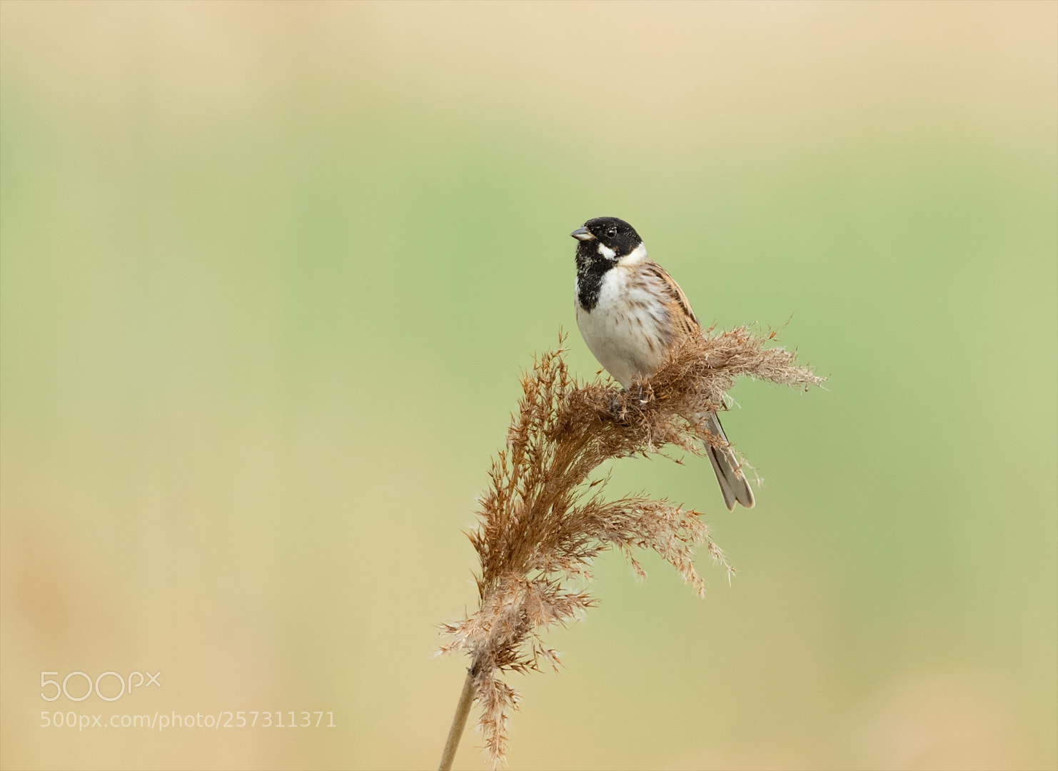 Nikon D850 sample photo. Common reed bunting / rohrammer photography