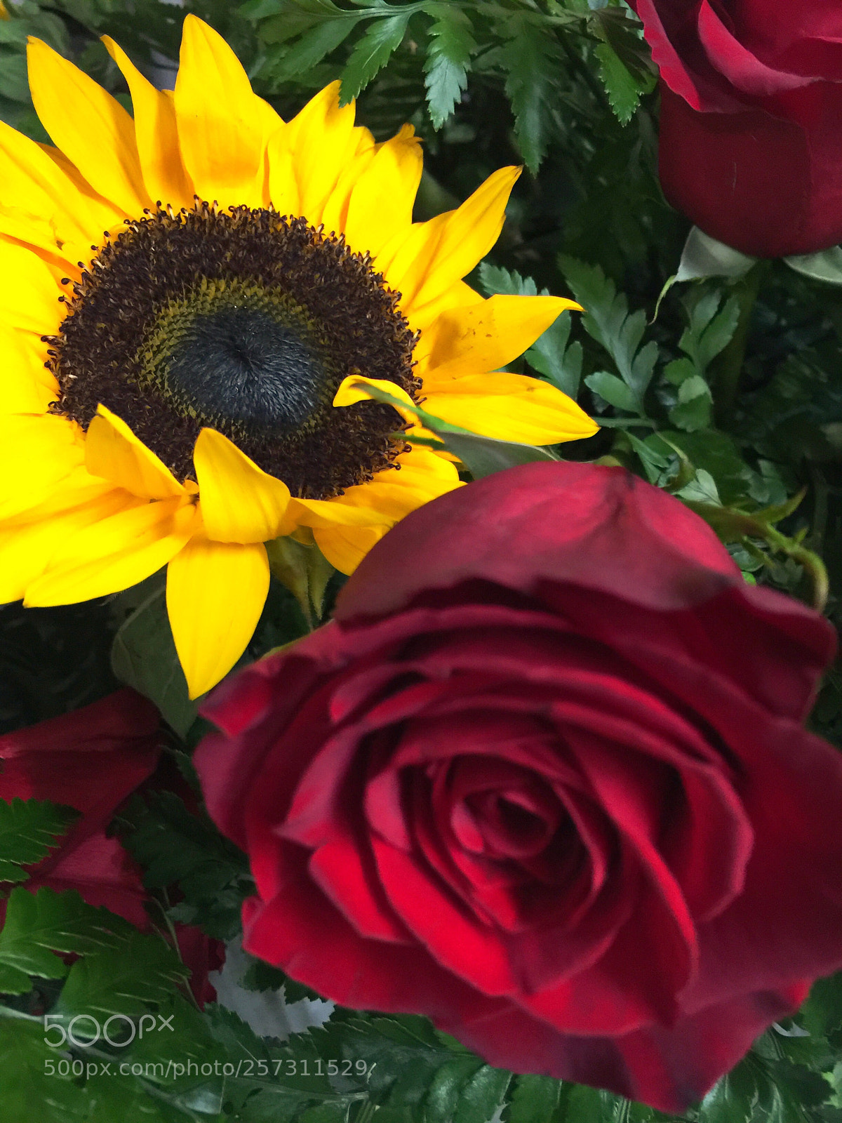 Apple iPhone 6 Plus sample photo. Today’s flower ?  photography