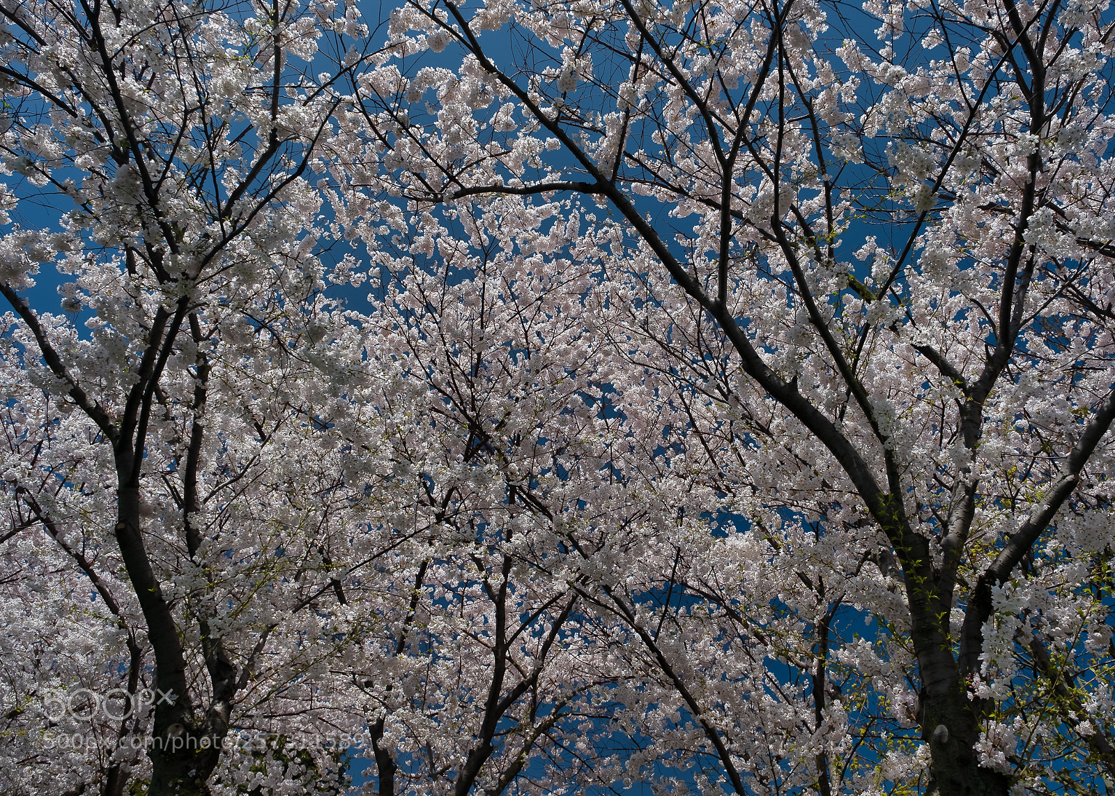 Fujifilm X-T2 sample photo. Burlington cherry blossoms photography