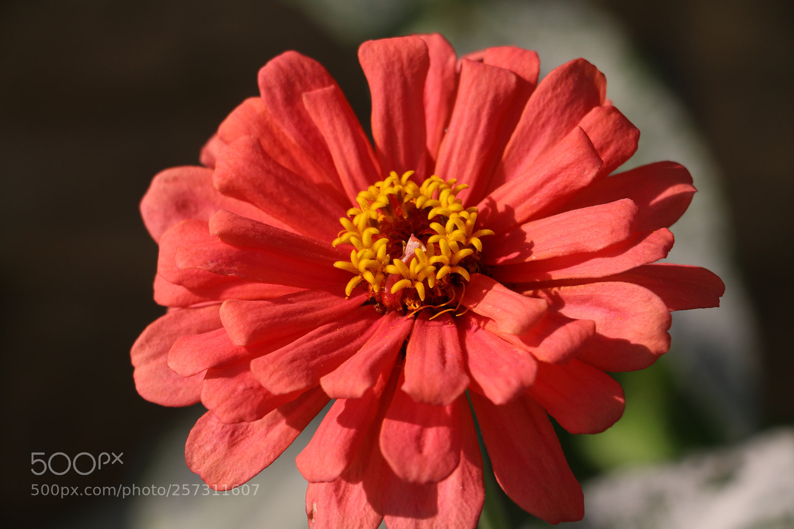 Canon EOS 70D sample photo. Flowers photography