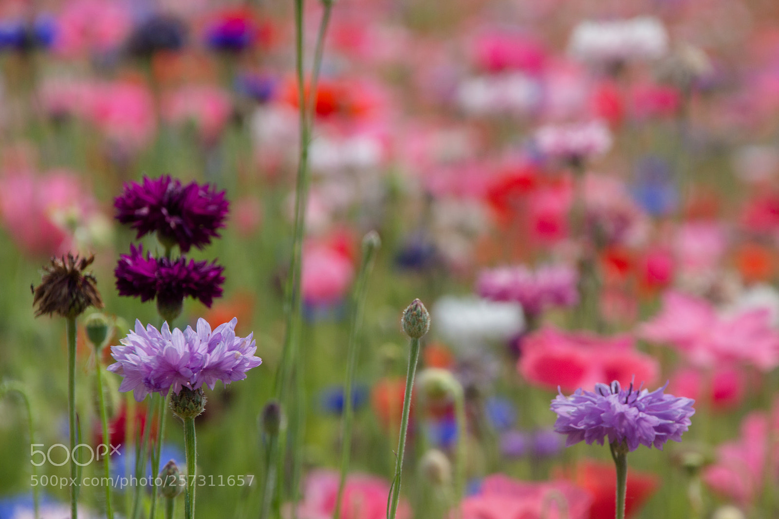 Canon EOS 650D (EOS Rebel T4i / EOS Kiss X6i) sample photo. Wildflowers photography