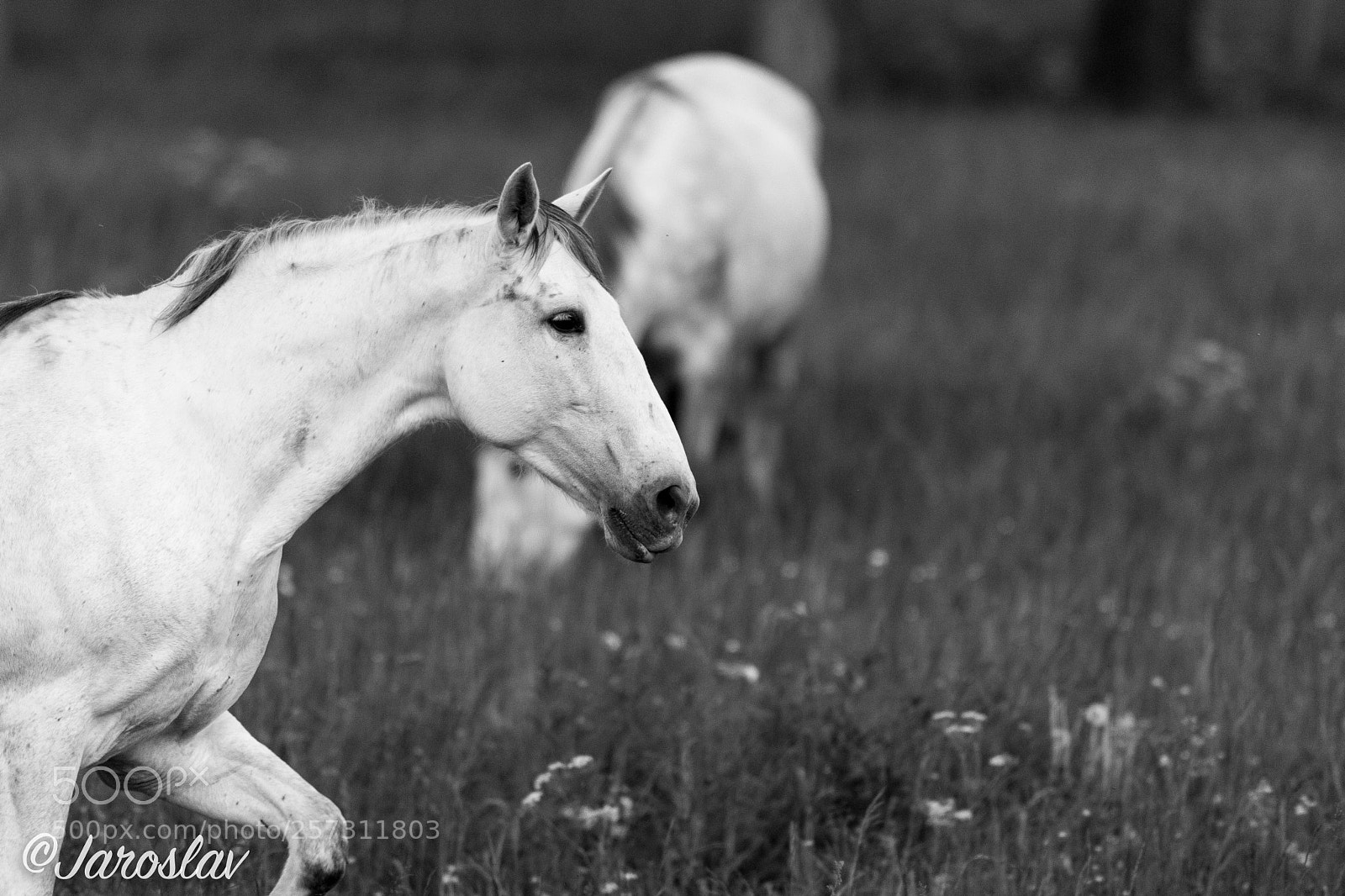 Nikon D500 sample photo. Black & white horses photography