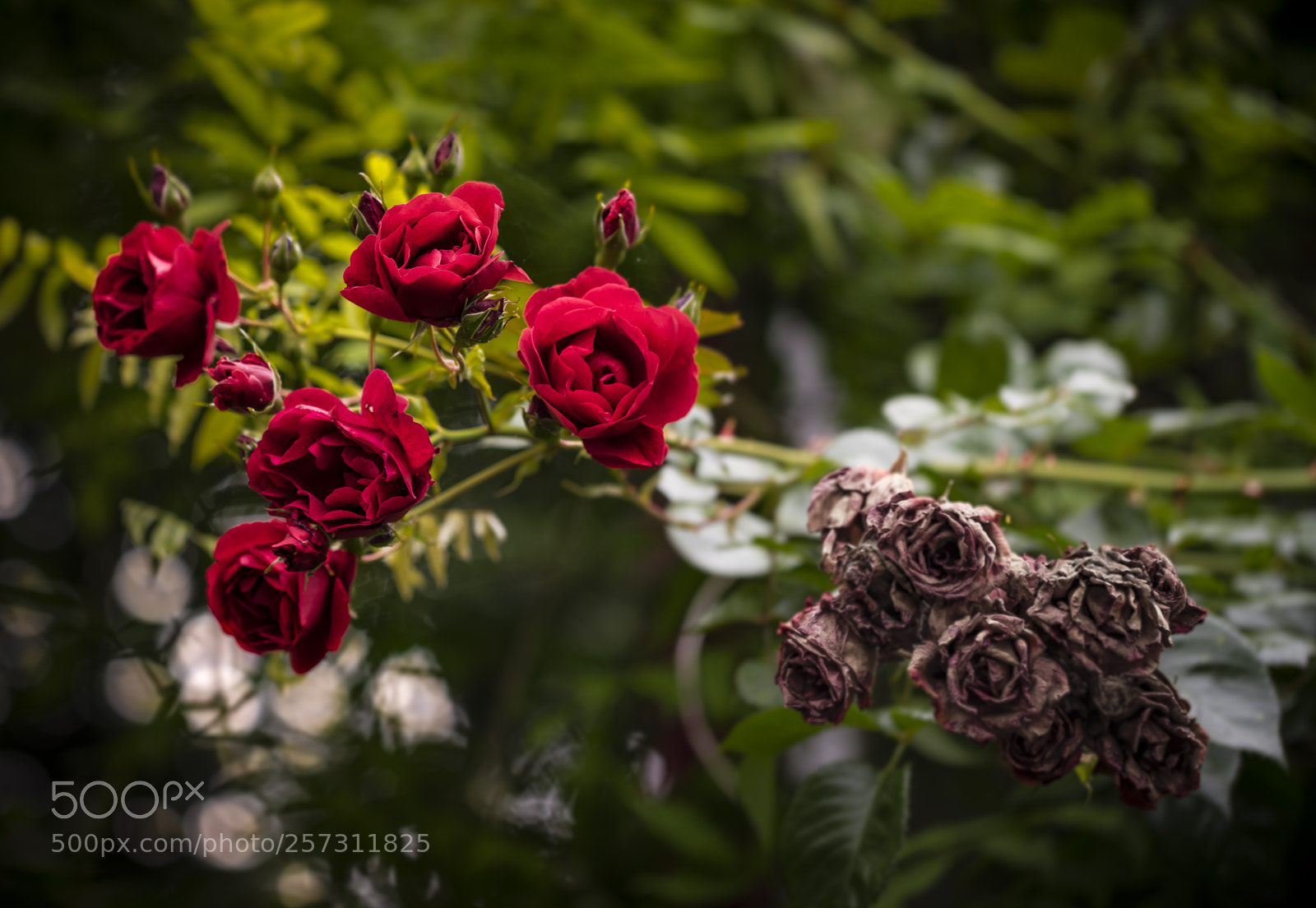 Sony a7R sample photo. A matter of life photography