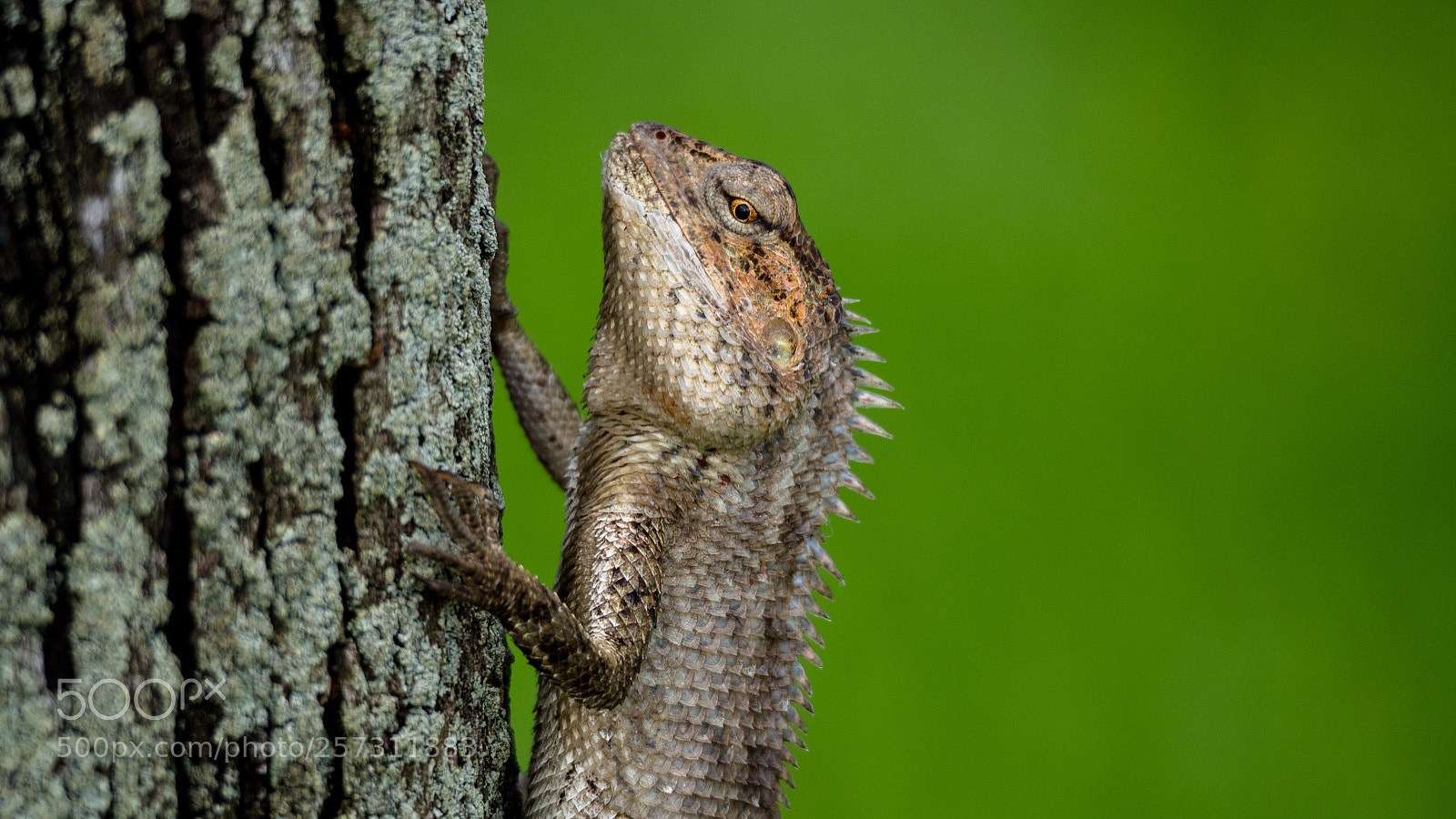 Olympus OM-D E-M10 II sample photo. Lizard photography