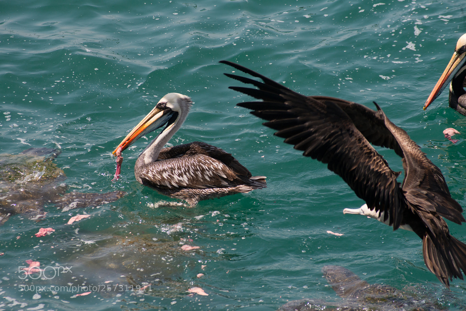 Nikon D800 sample photo. Naturaleza salvaje... photography