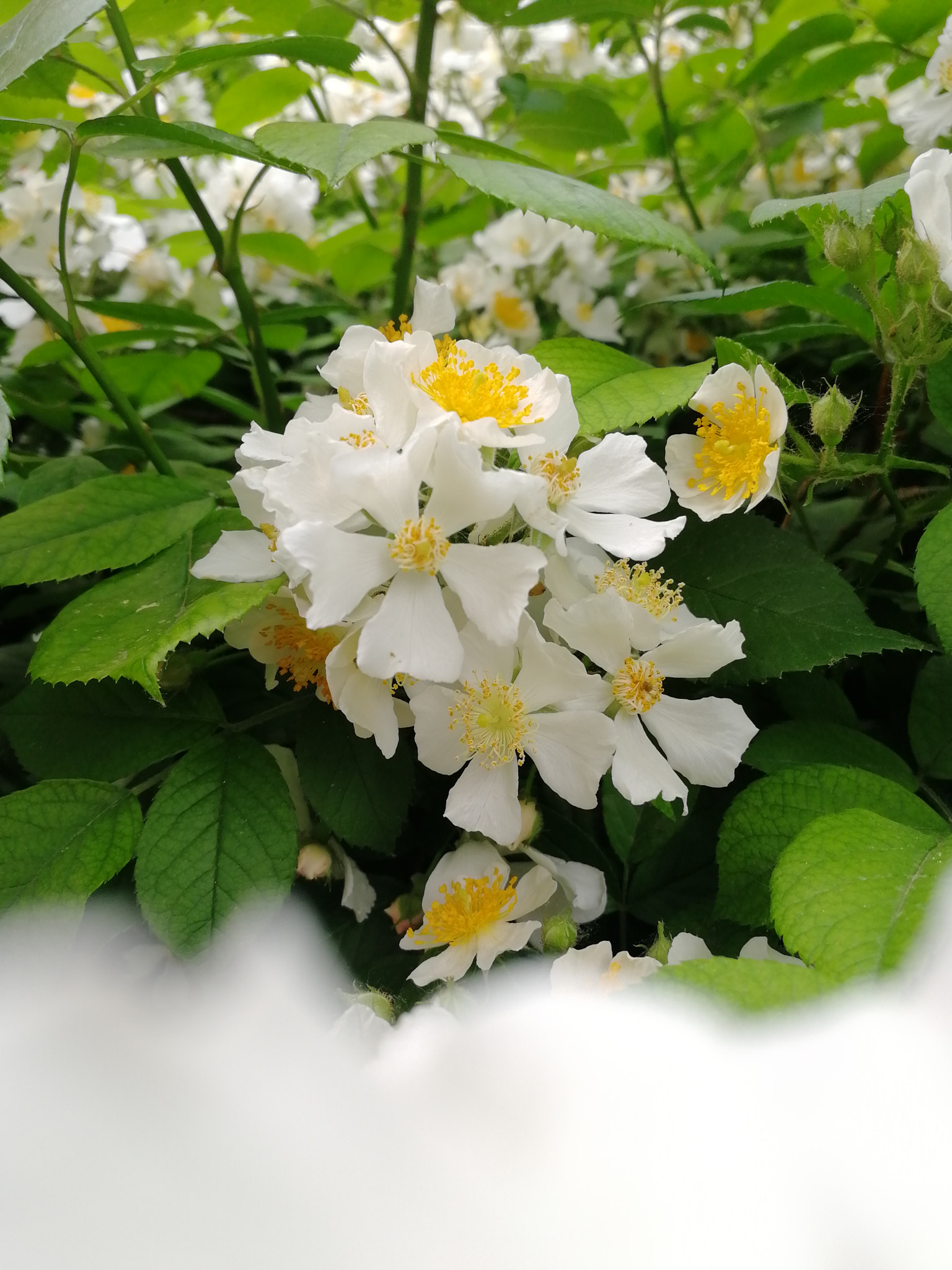 HUAWEI Honor 9 sample photo