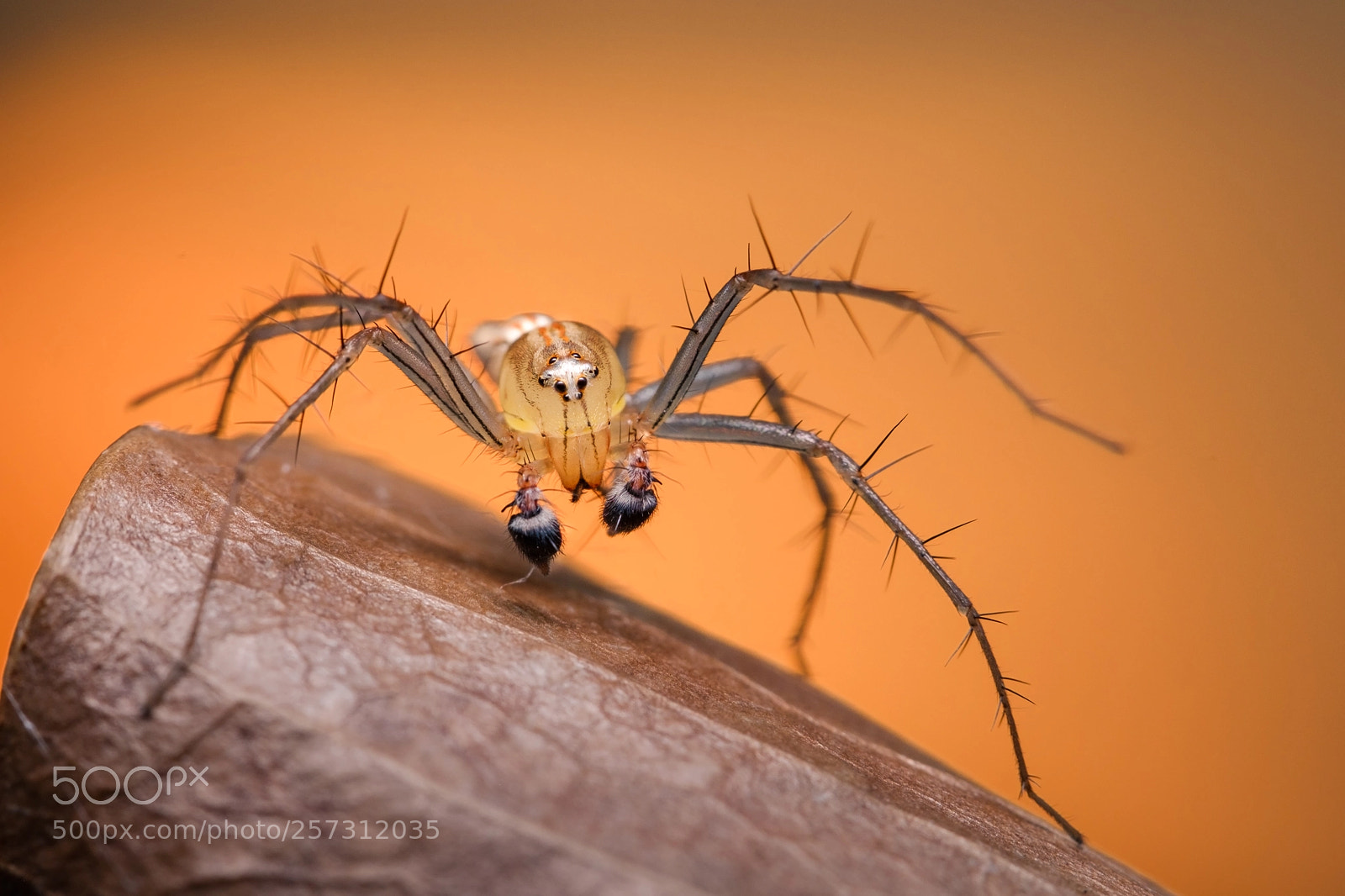 Fujifilm X-T2 sample photo. Lynx spider photography