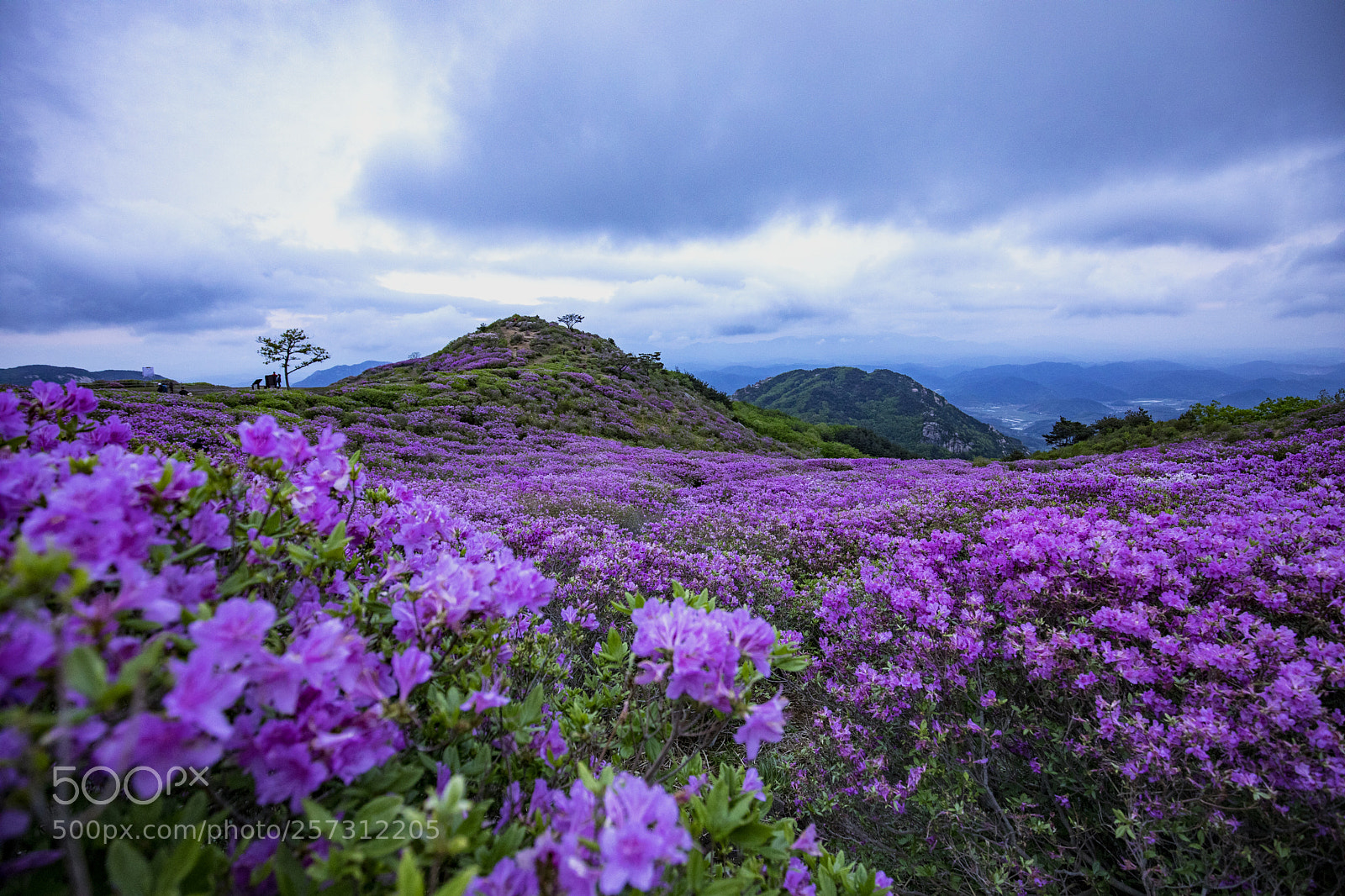 Canon EOS 5D Mark IV sample photo. Azalea photography