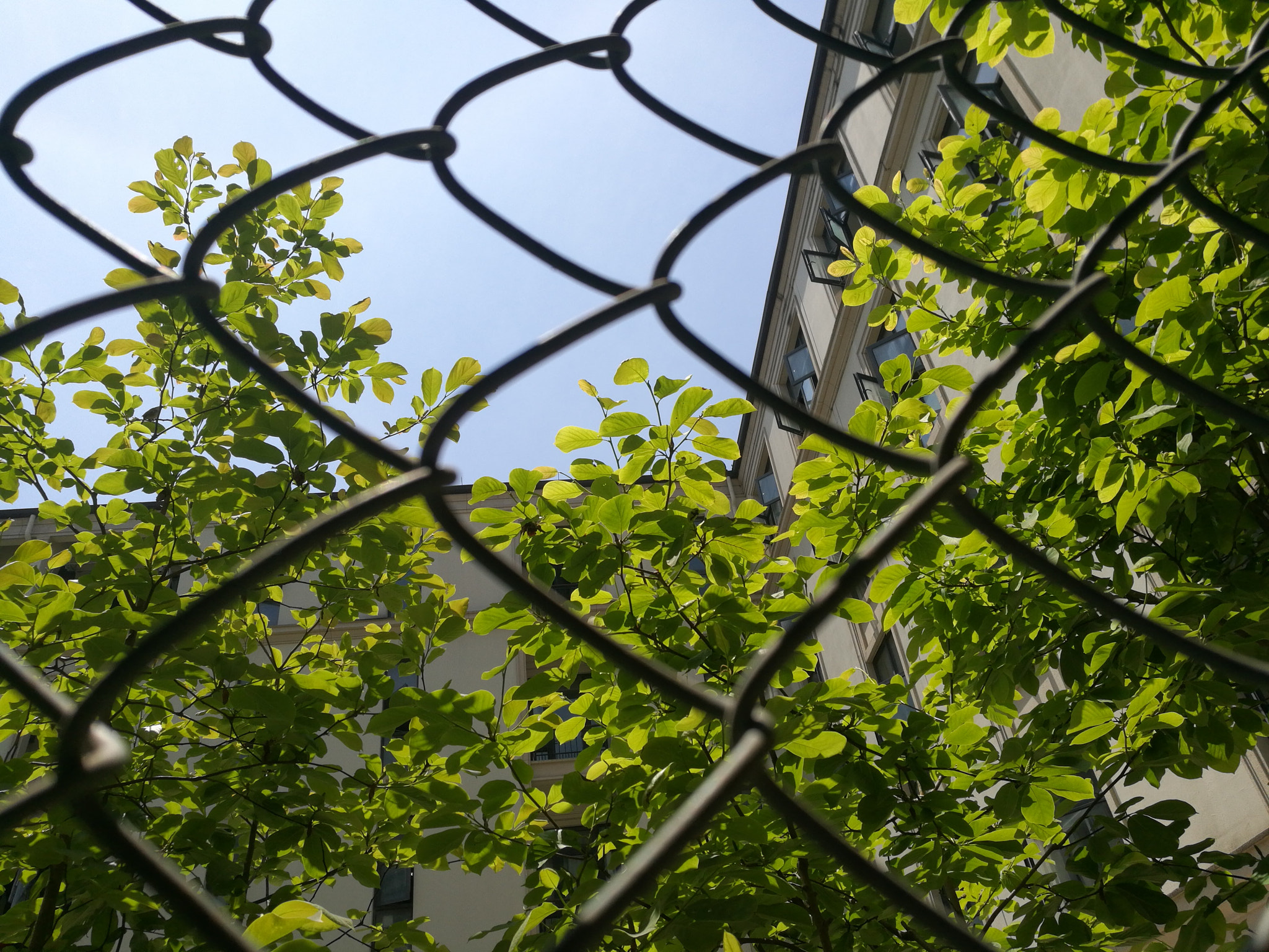 HUAWEI Honor 8 sample photo